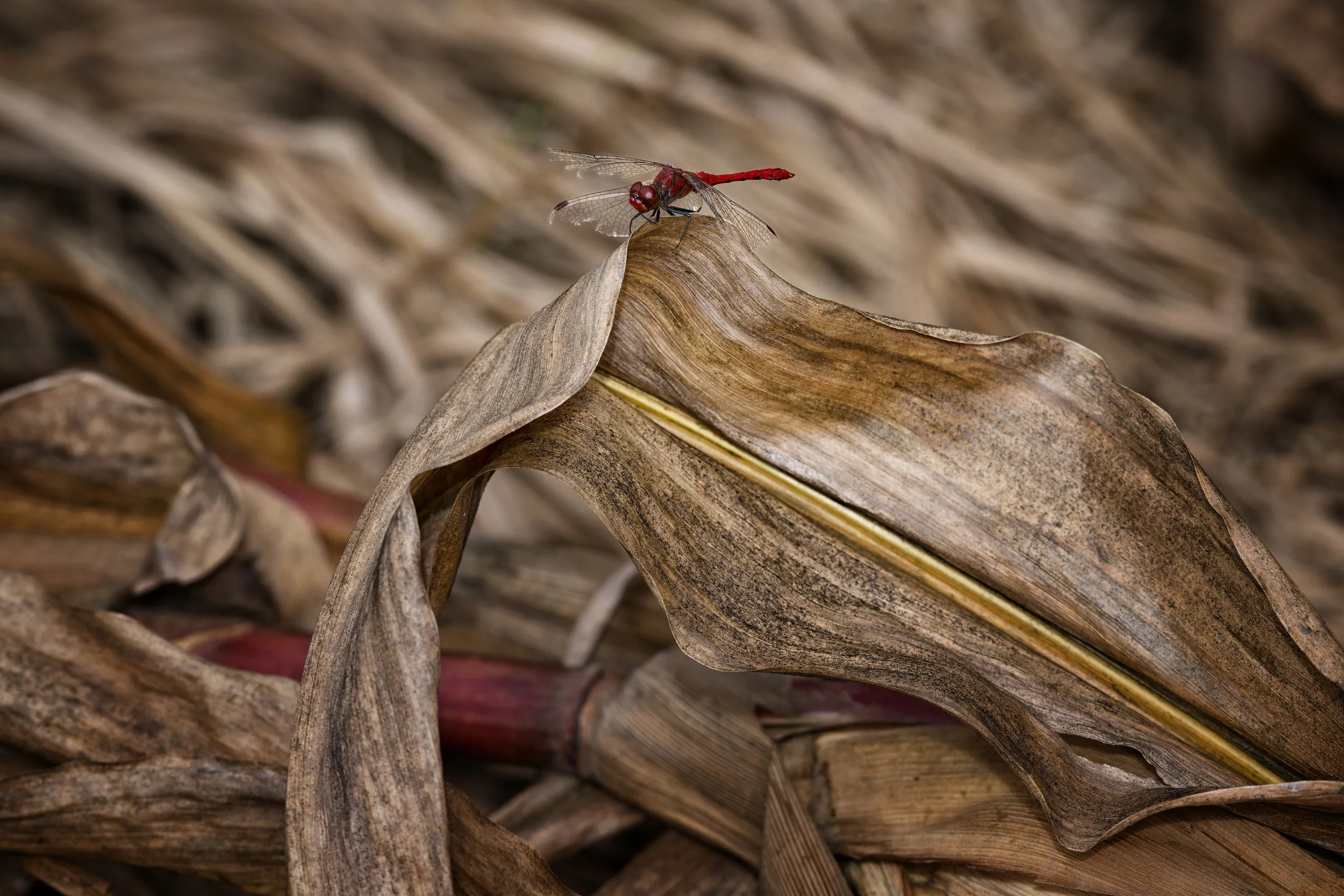 Herbstlich zerzaust- Blutrote Heidelibelle