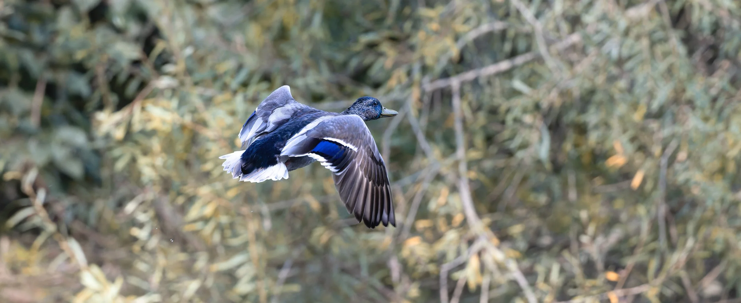 Canard a l'orange??? Mais non!!!!