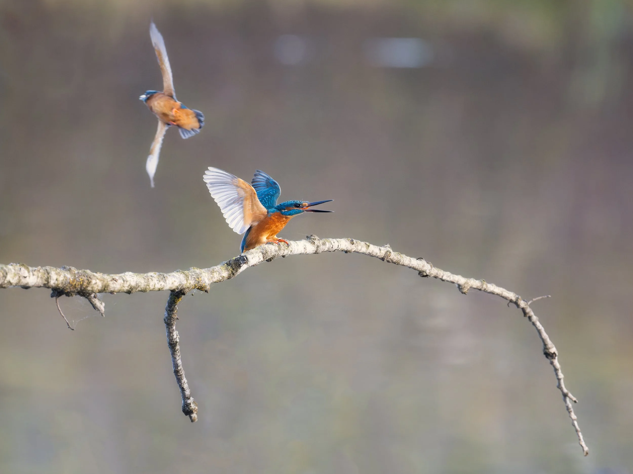 Stress lass nach! Eisvögel im Revierstreit..