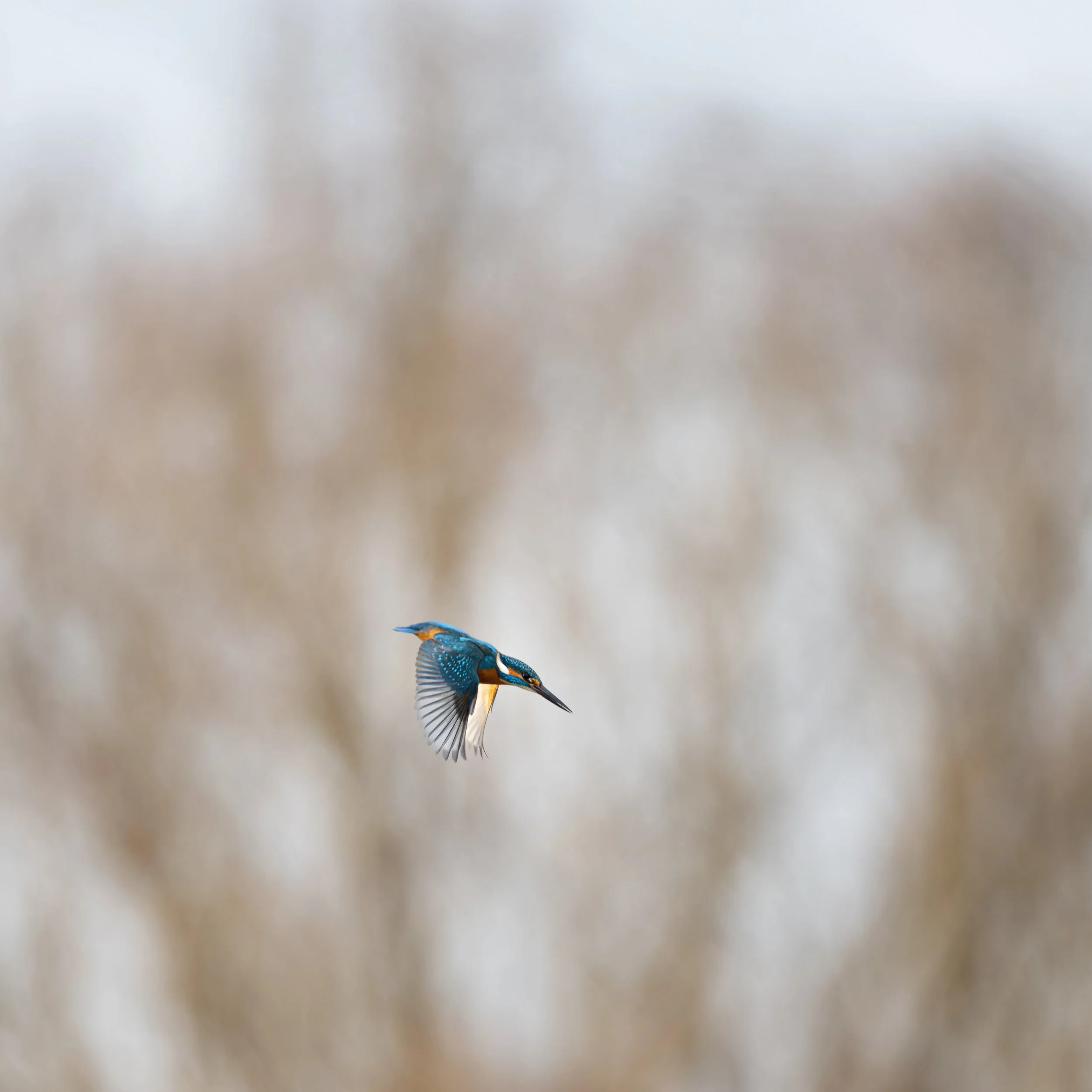 Sturzflug zum Abendmahl