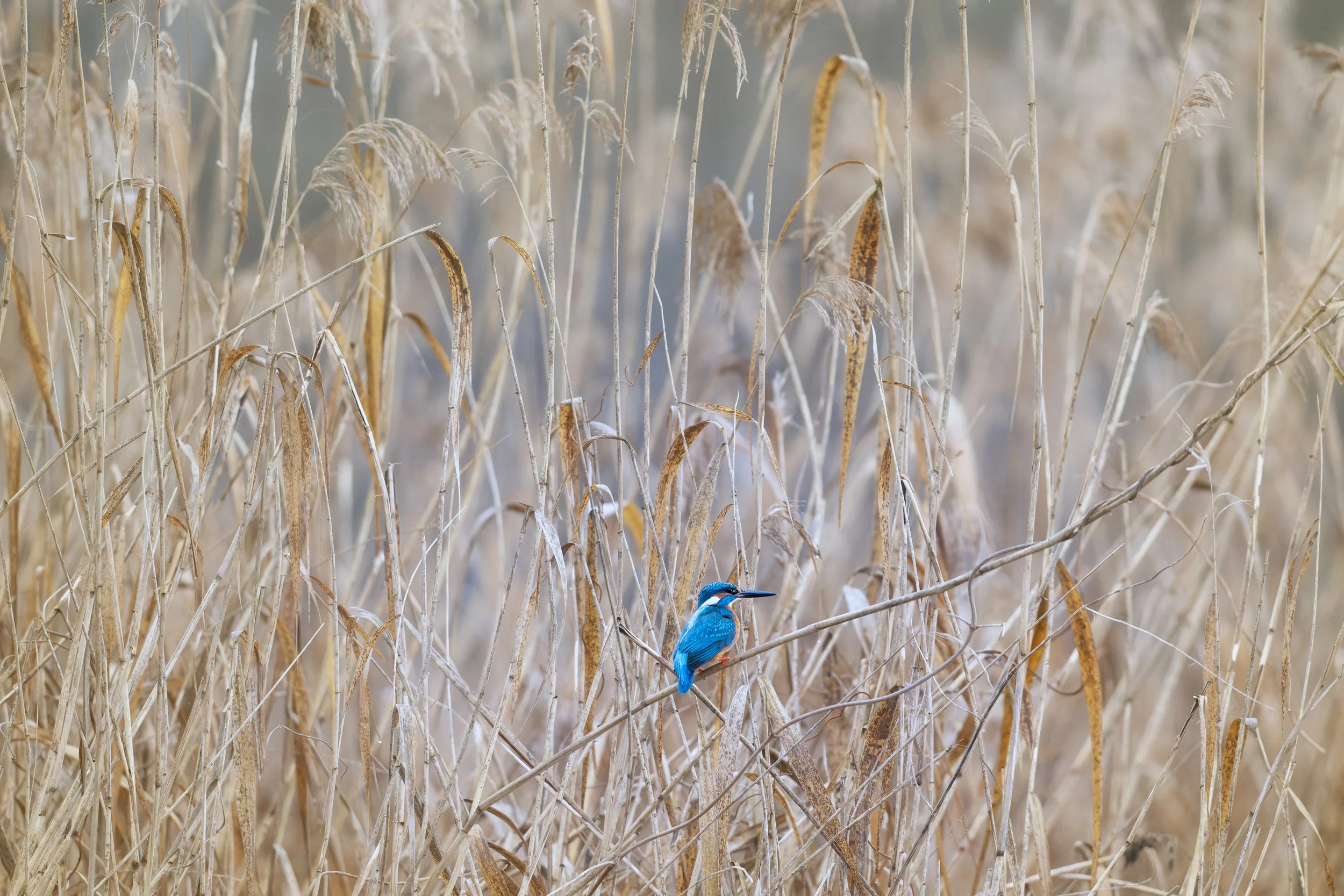 Morgenstund hat Smaragd im... Aug' - "Da und Dort", aber das Schönste ist manchmal fast schon vor der Haustür zu suchen (und zu finden!)