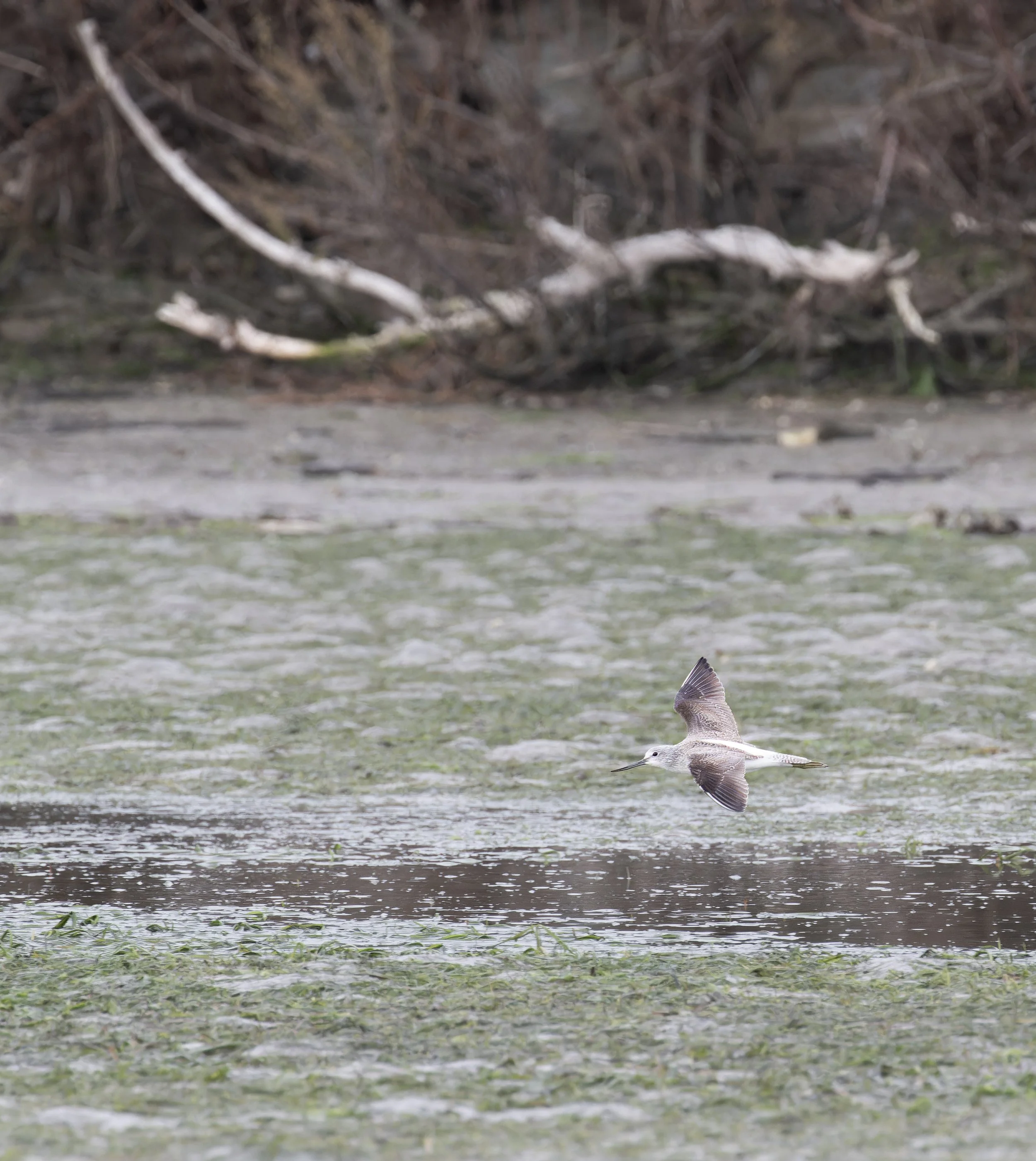 Grünschenkel an der Adria