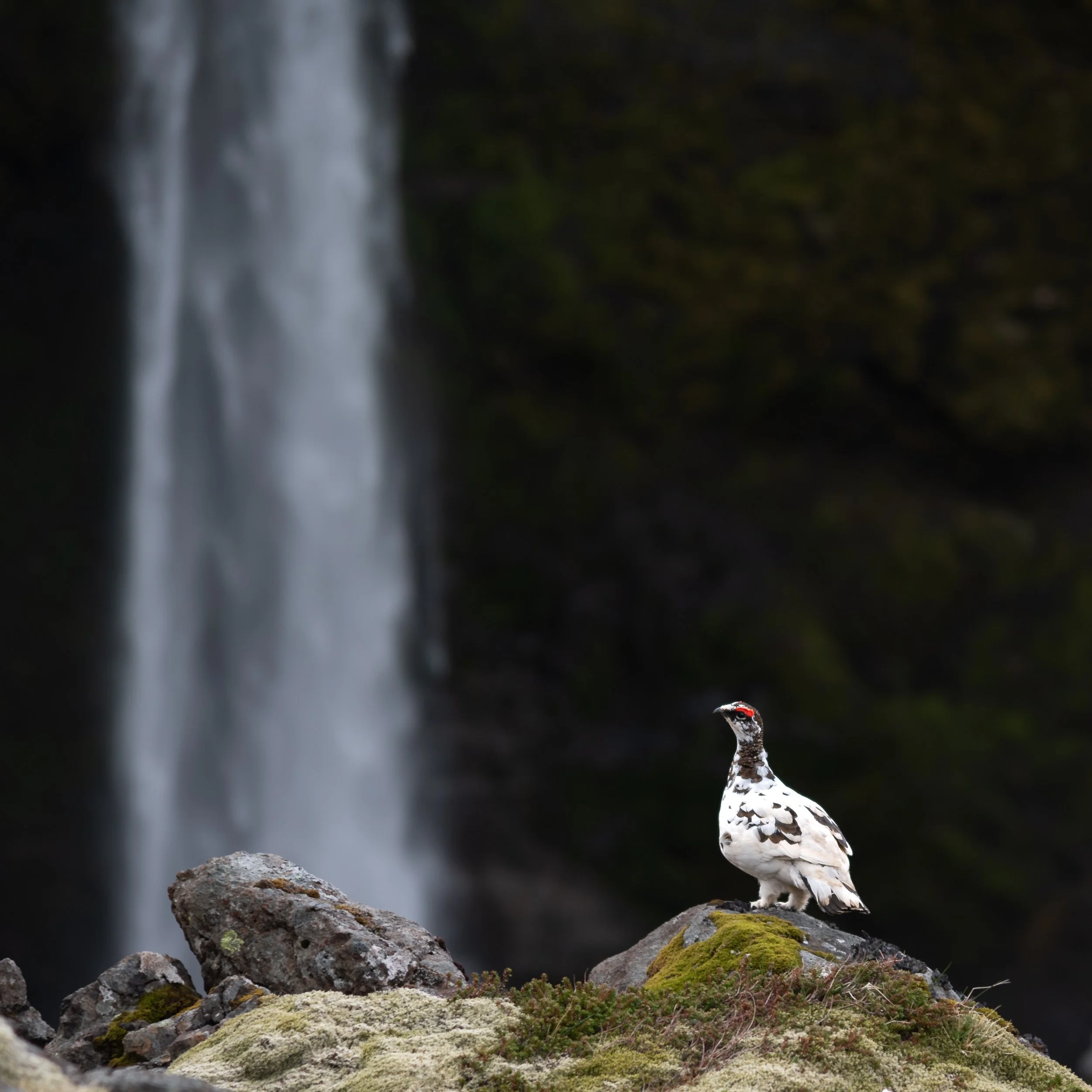 Schneehuhn am Rjomafoss, Island