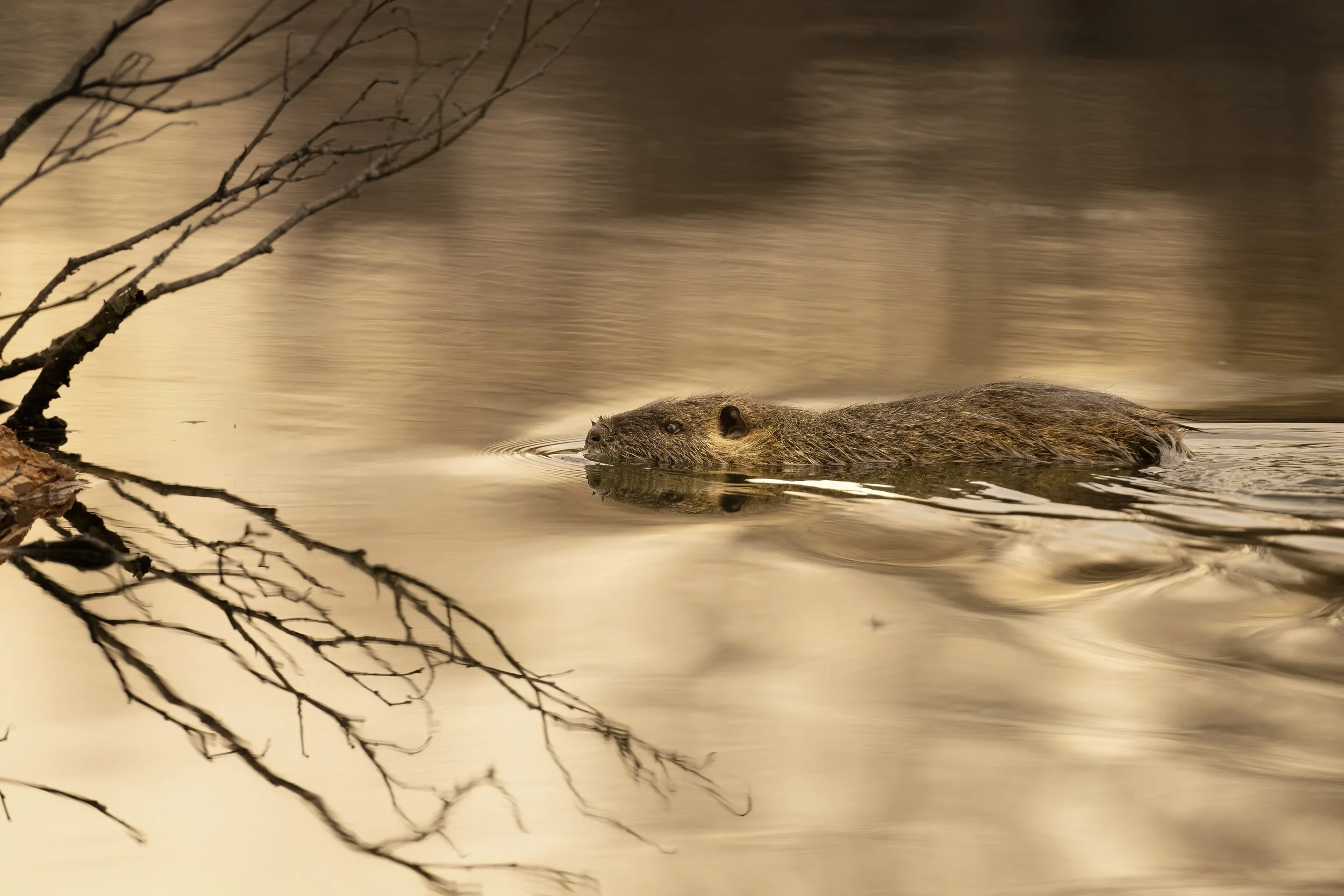 Zur Goldenen Stunde. Myocastor coypus