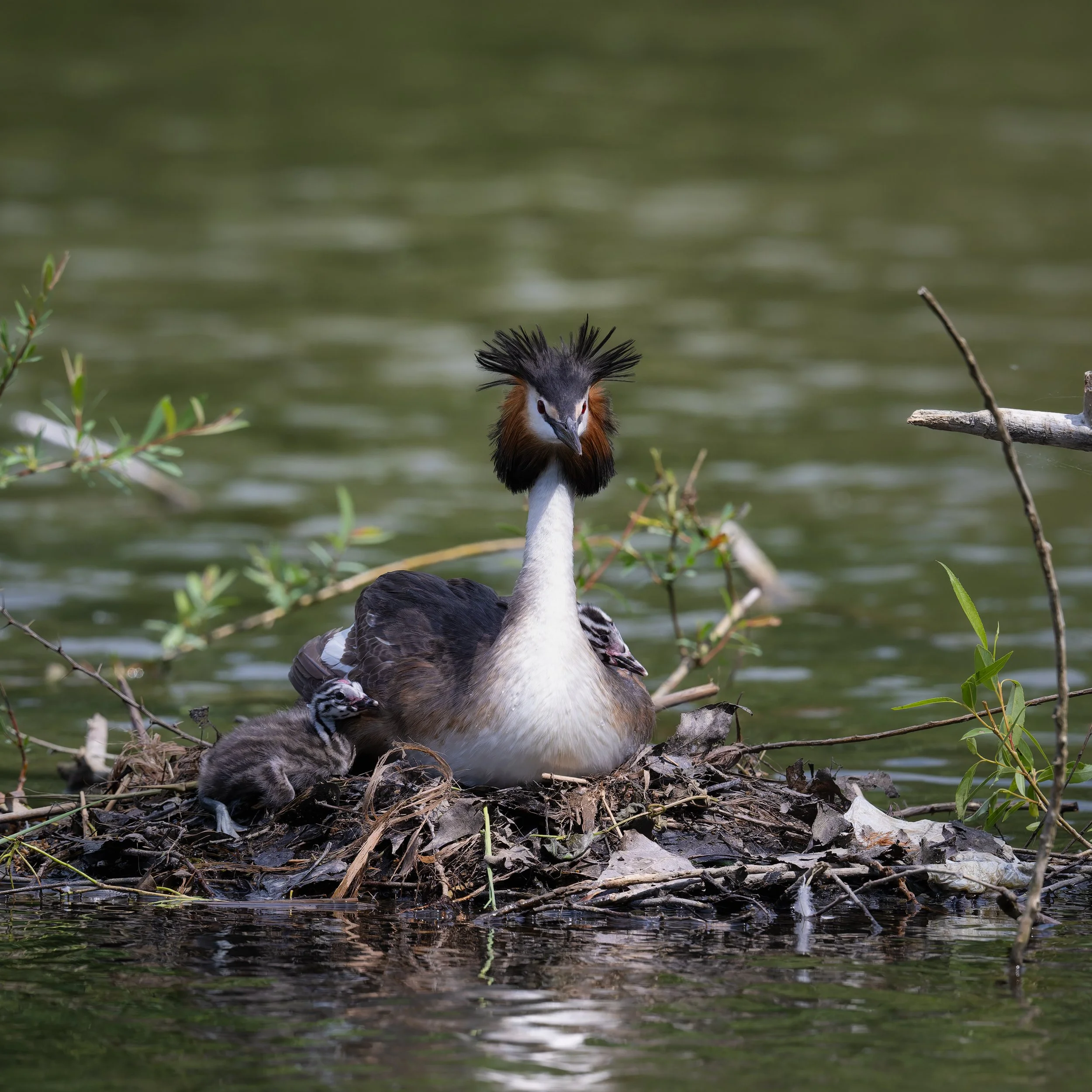 Zu Besuch bei Familie Haubentaucher 
