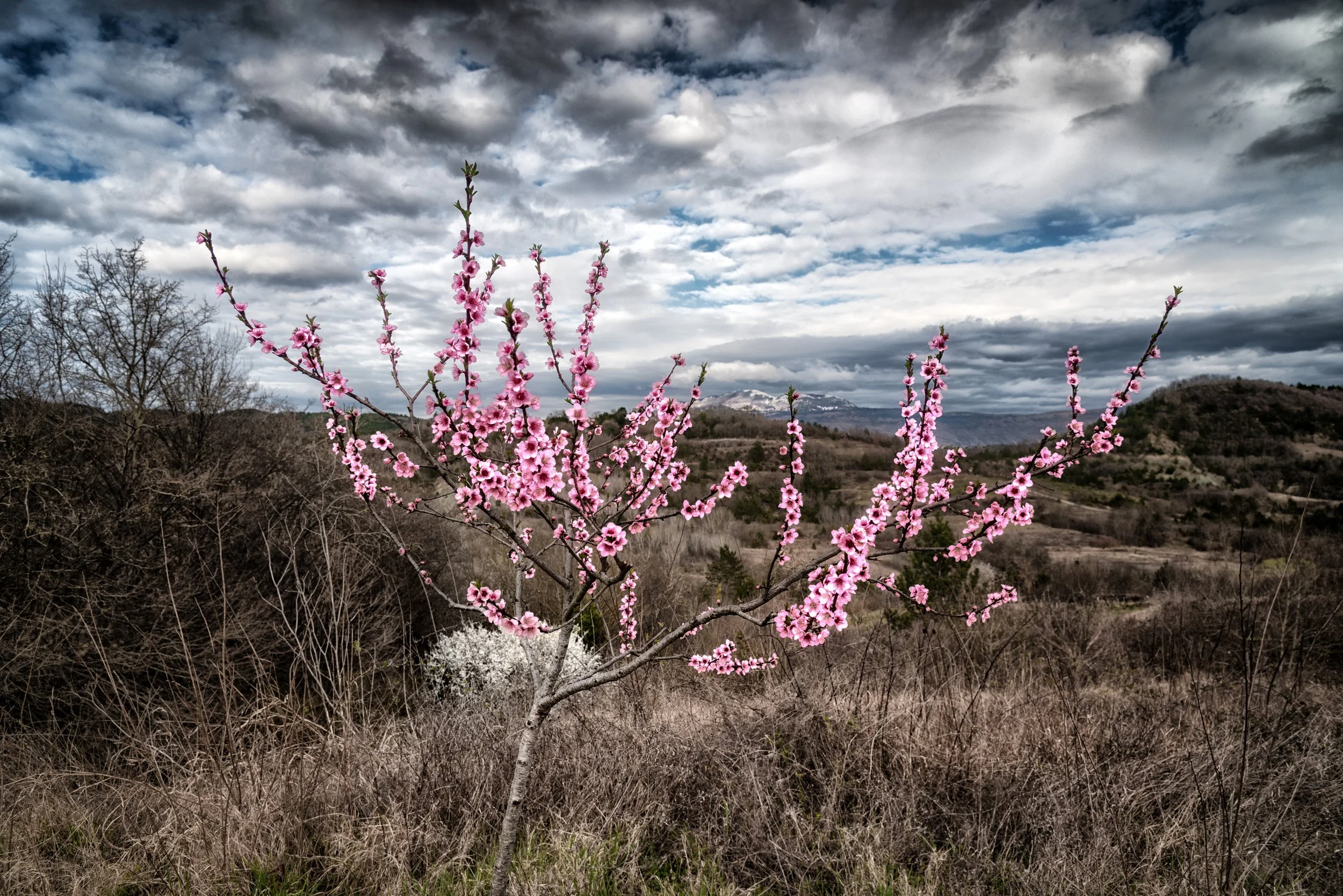 Frühlingsboten vor Schneebergen