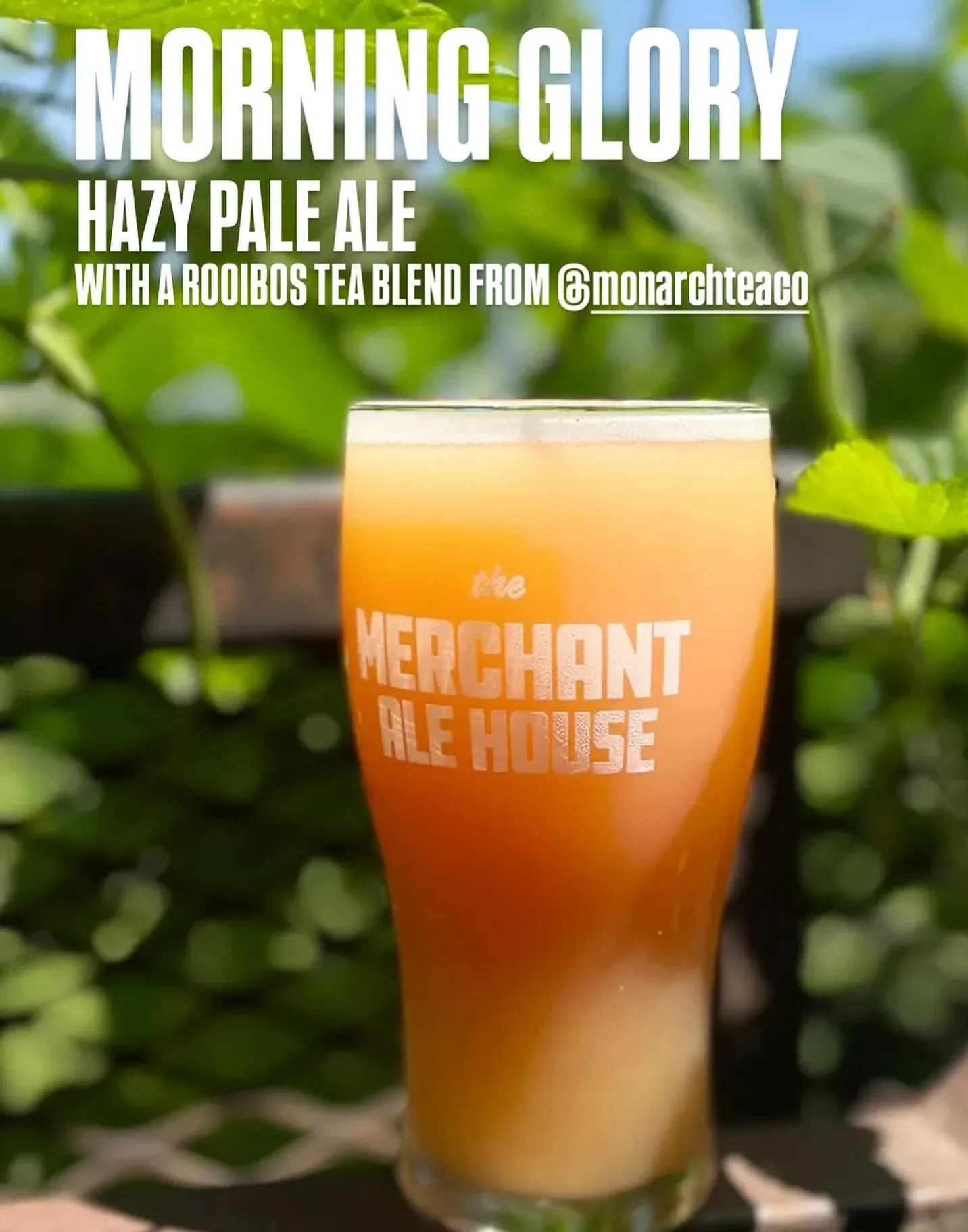 So excited to announce our newest tea infused beer collab.

@merchantalehouse has infused our summery Aloe Sunset herbal &amp; rooibos blend into their newest hazy IPA! ☀️🍉

#beer #teainfused #supportsmallbusiness #handmade #canadianmade🇨🇦