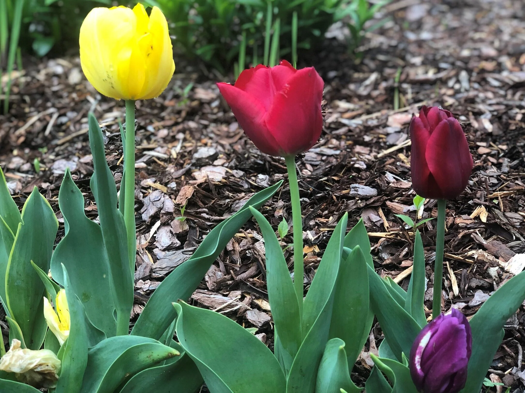 Tulips