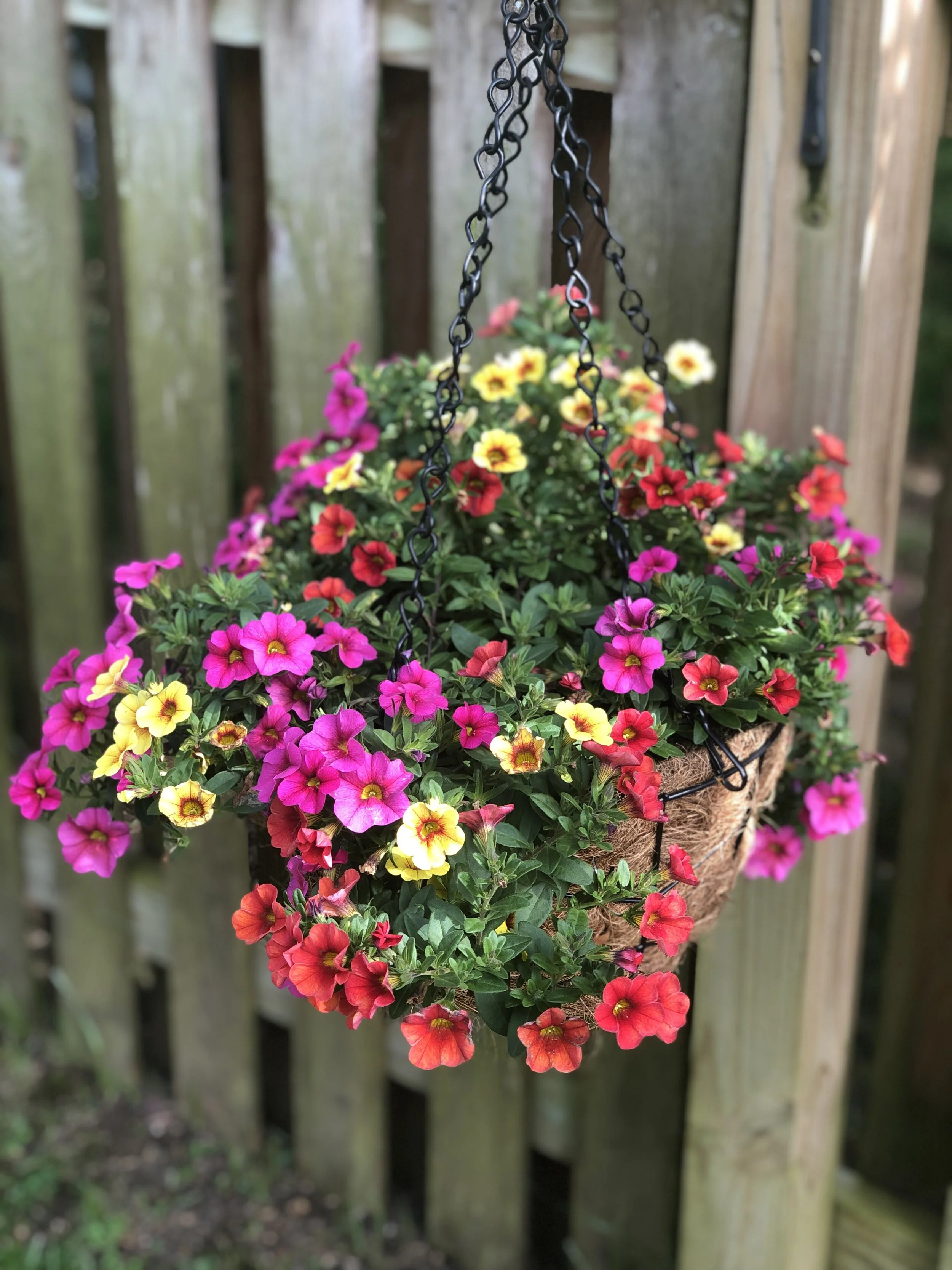 Hanging Plants