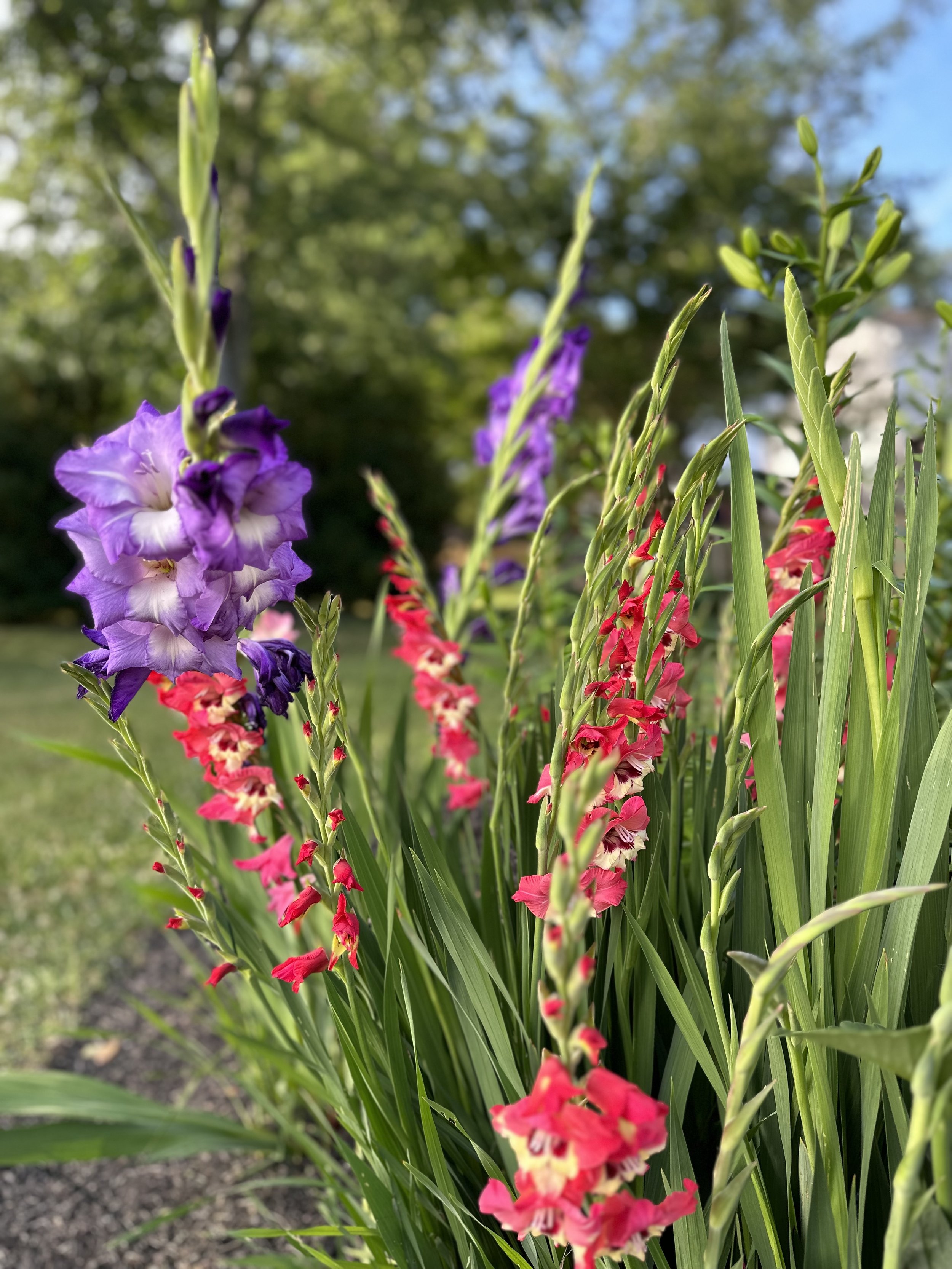 Gladiolus