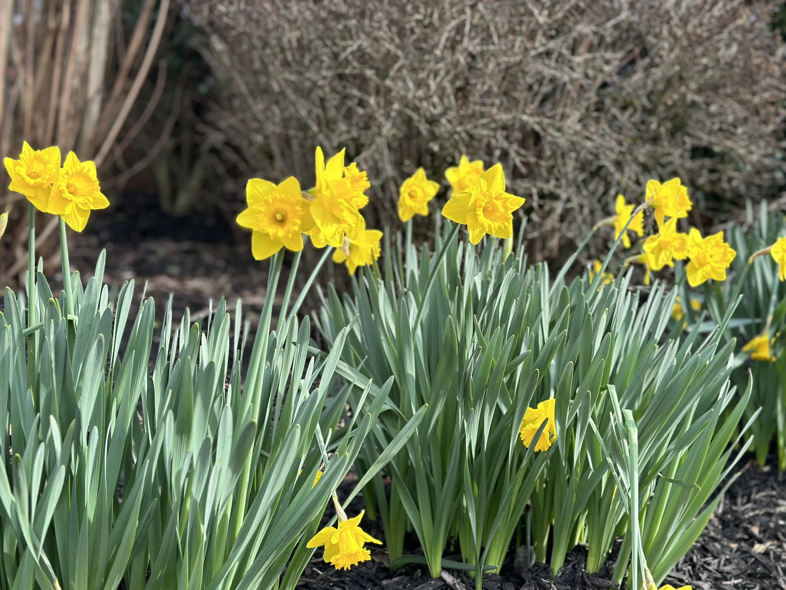 Daffodils
