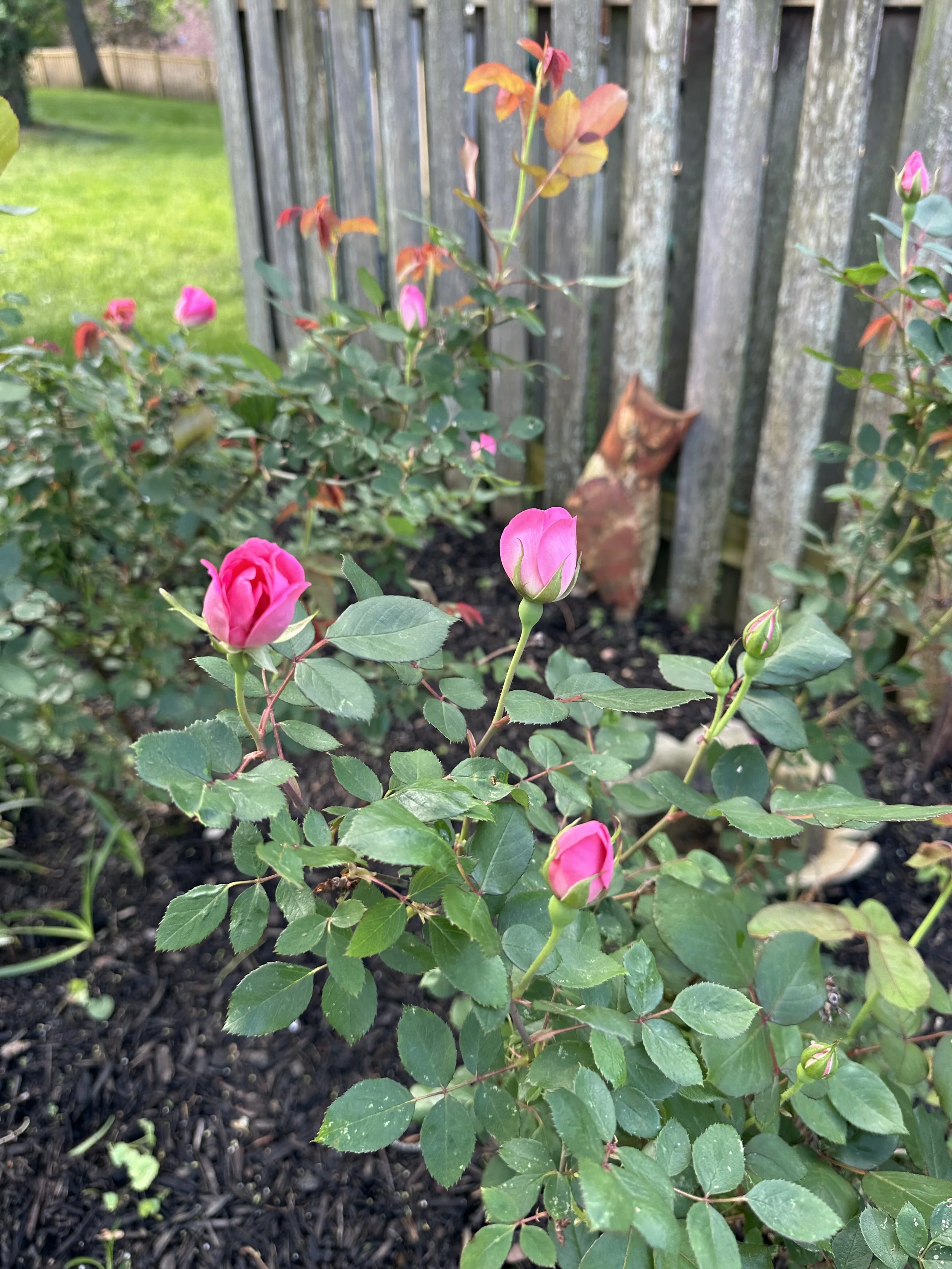 IMG_9835.jpeg