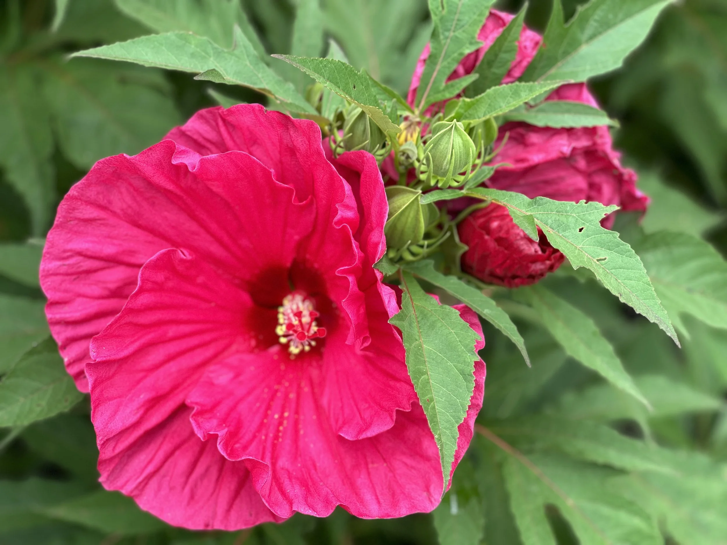 IMG_7110.jpeg