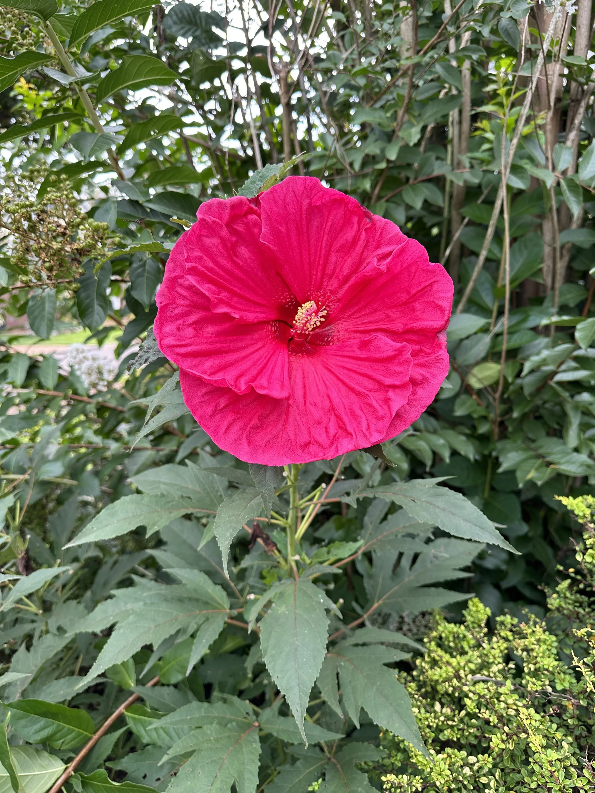 Hibiscus