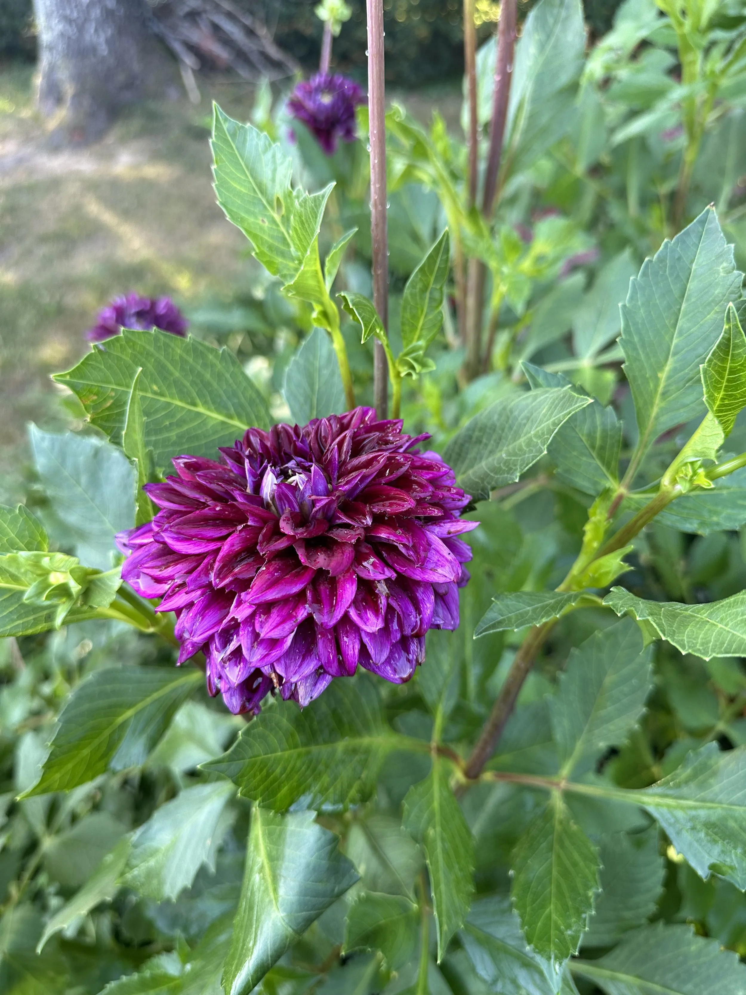 IMG_0466.jpeg