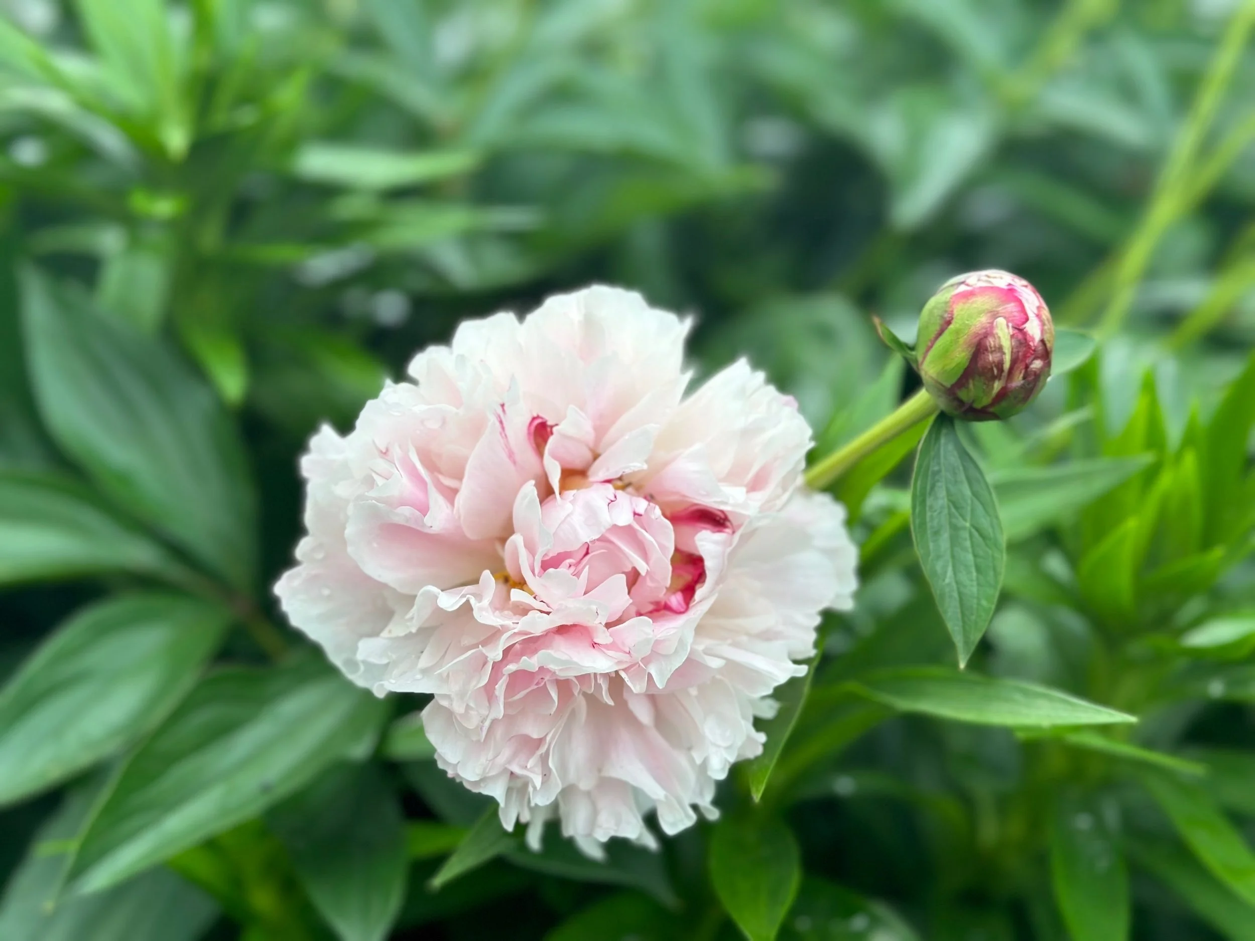Peonies