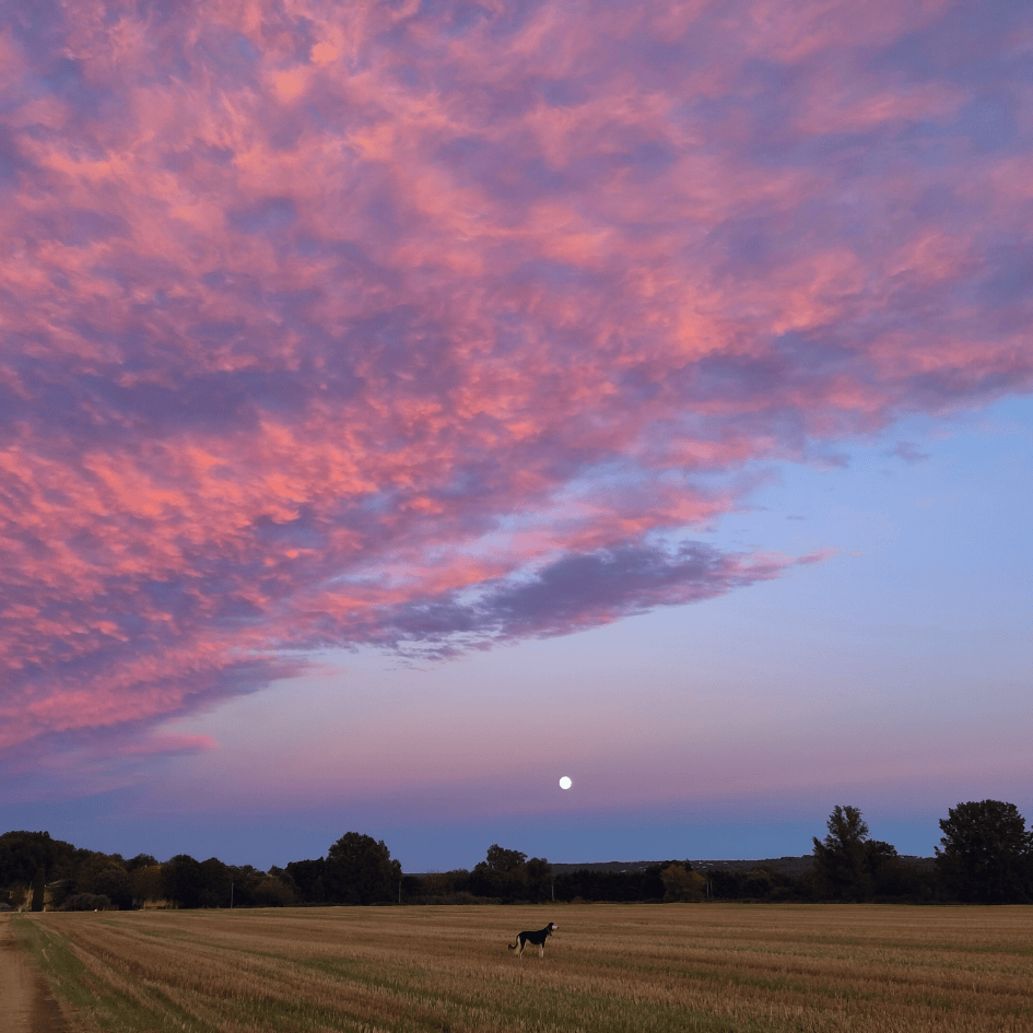 saluki-pink-sunset.png