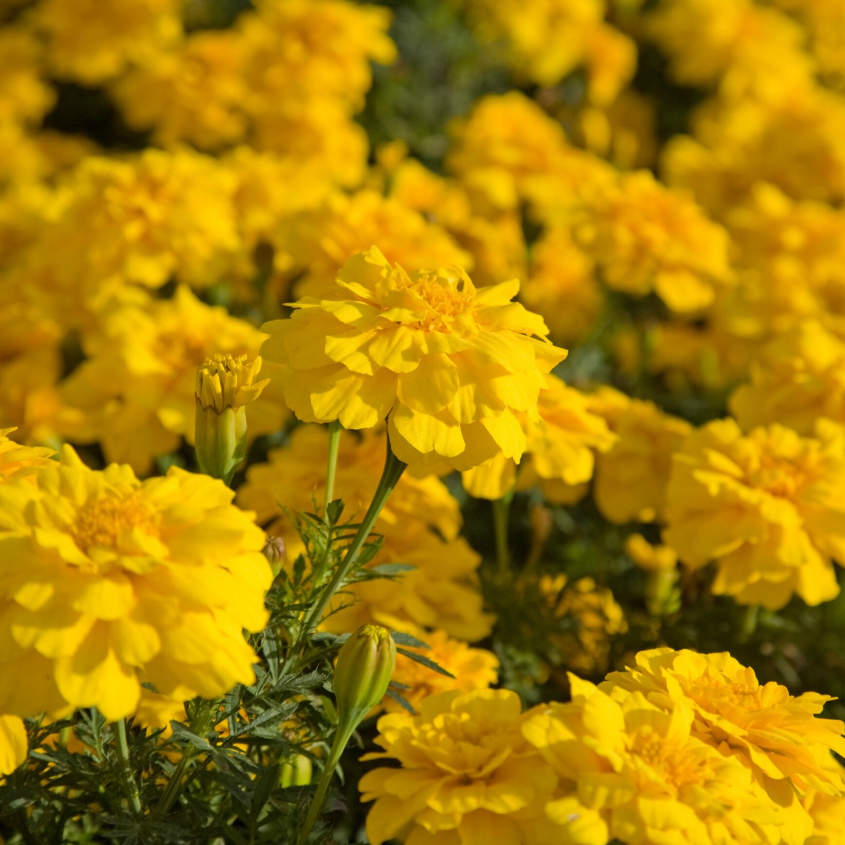 Oeillet d'Inde Super Hero jaune — Jardin Floral