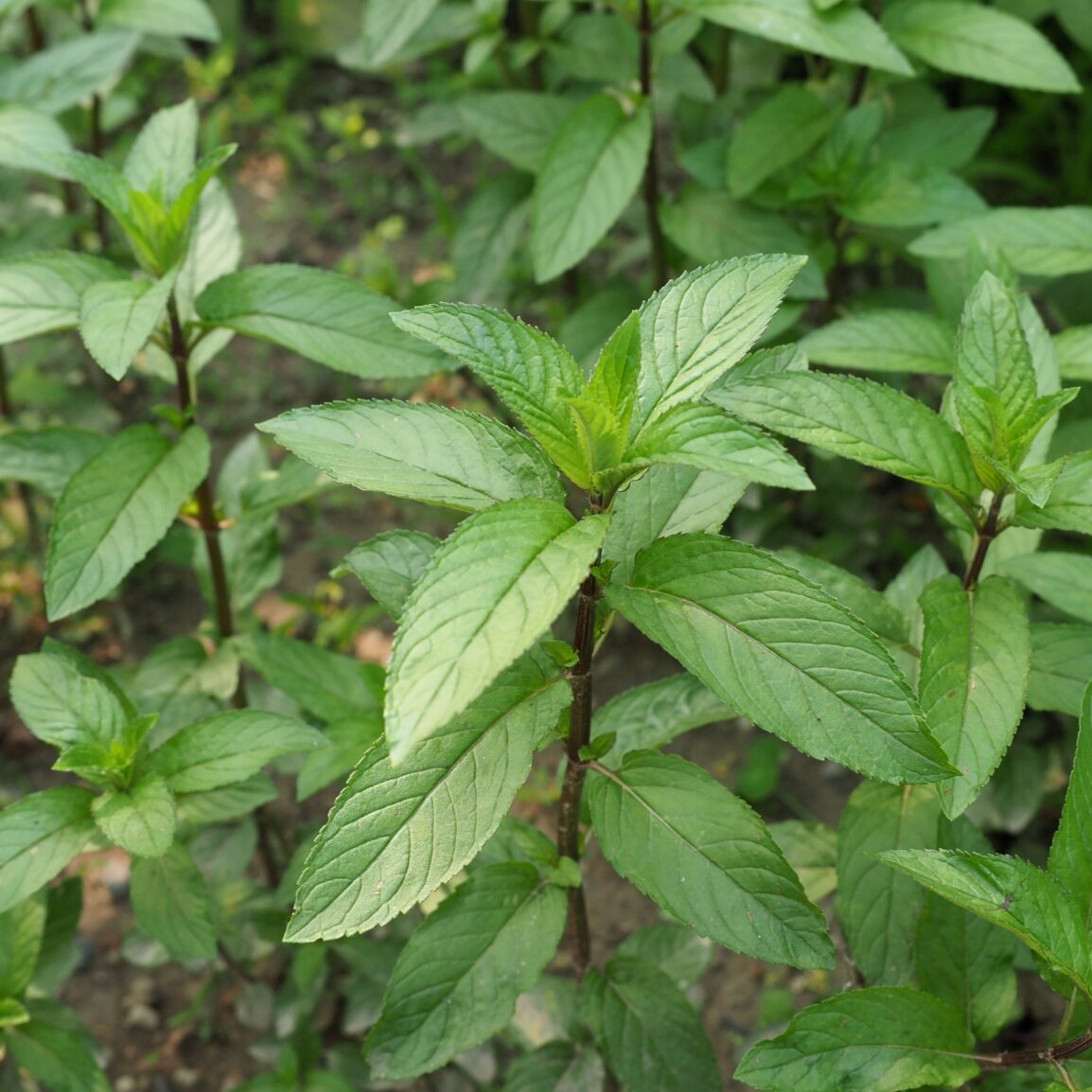 Menthe chocolat - Vente Mentha piperita Chocolate - Plant