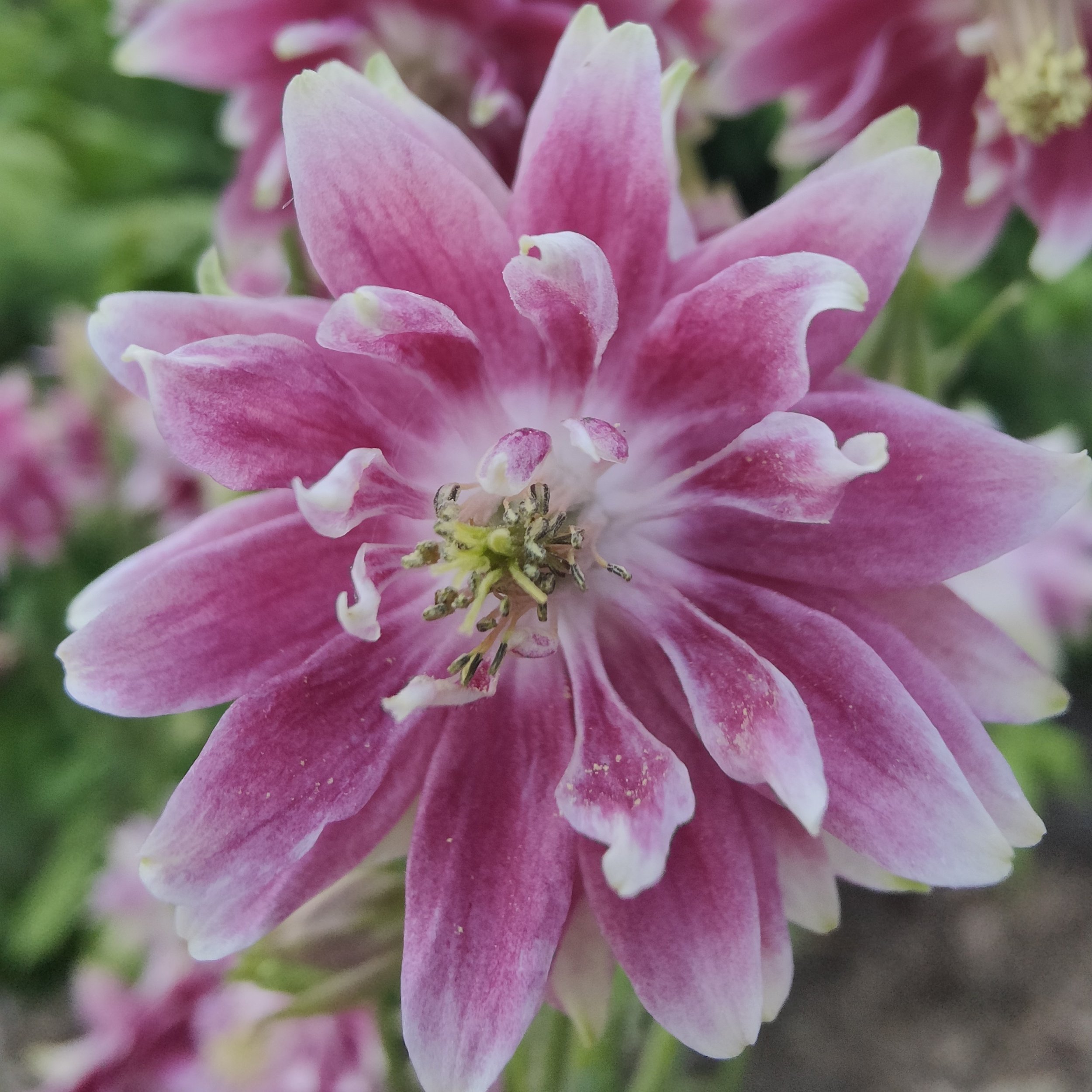 IMG-16JUIN-AncolieNoraBarlow's@julie 1.jpg