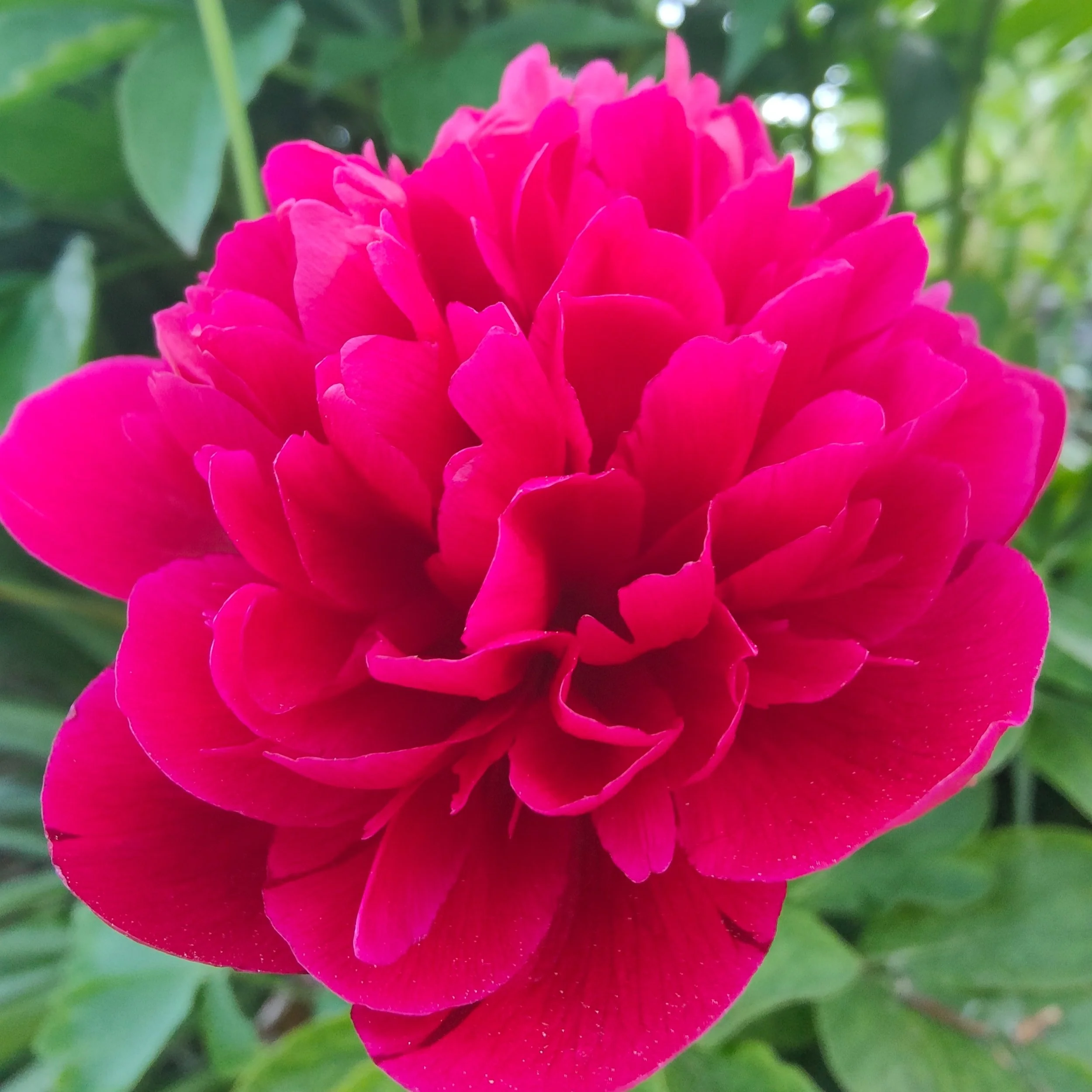 IMG-16JUIN-pivoinedechinerouge@julie 1.jpg