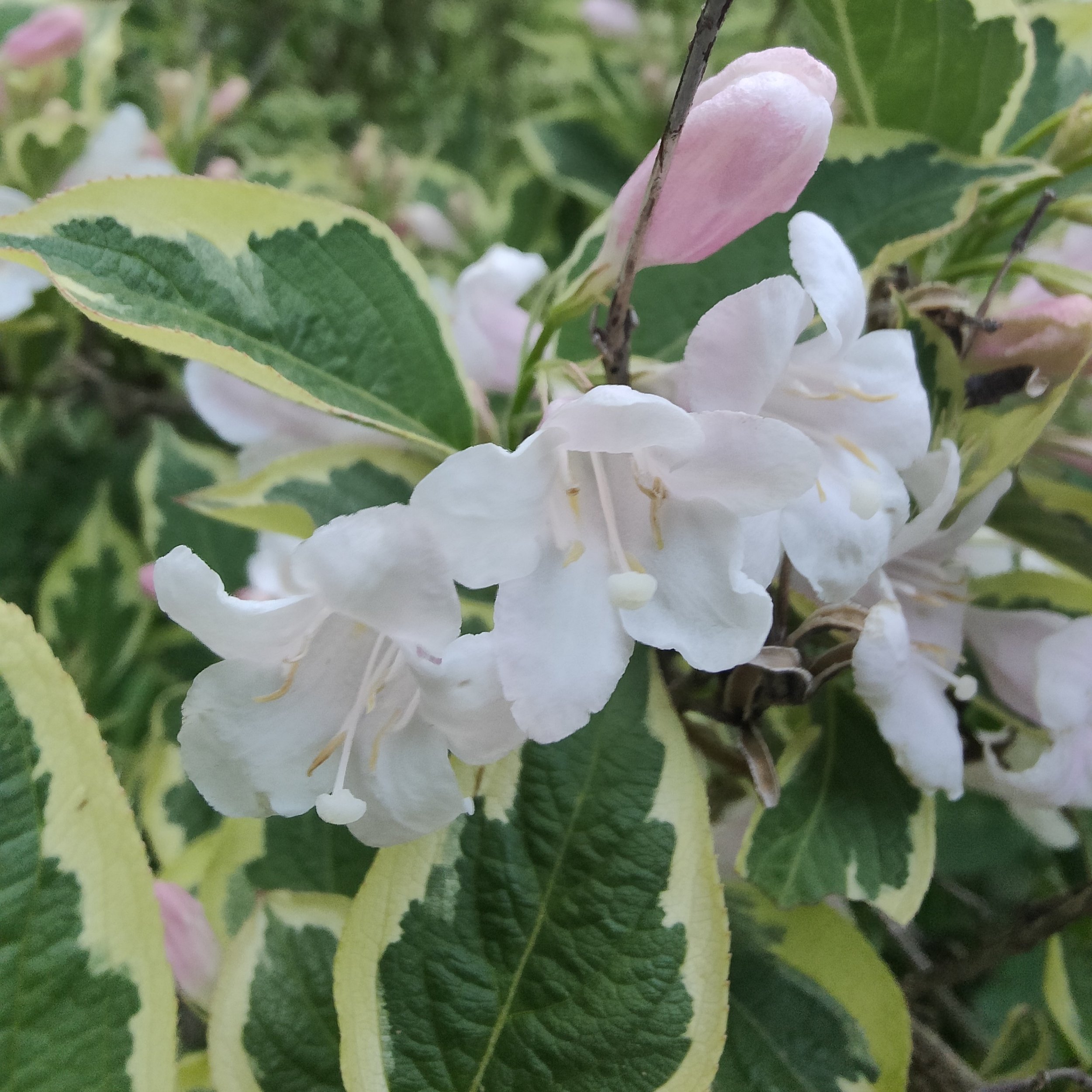 IMG-16JUIN-weigéliefleurie@julie 1.jpg