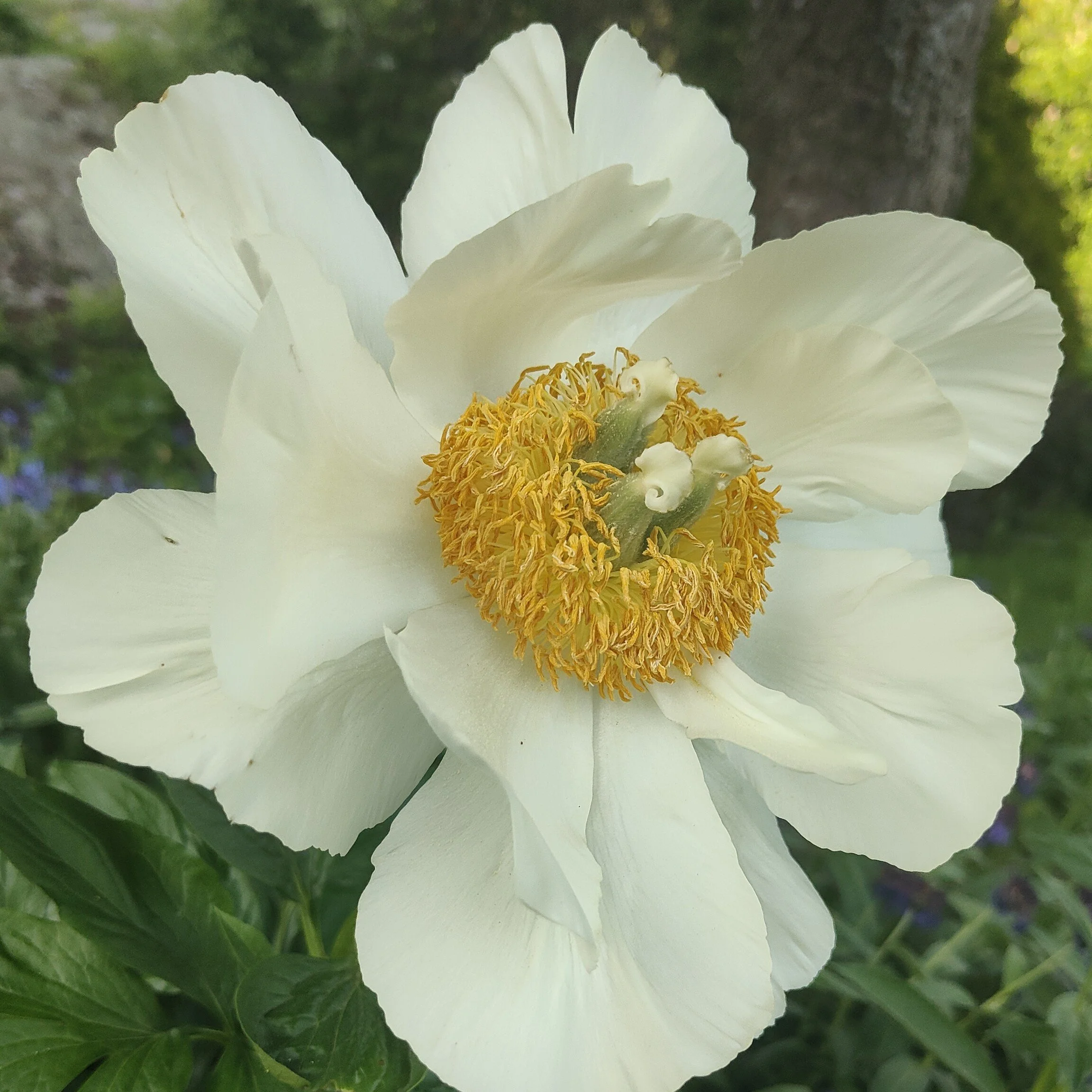 IMG-16JUIN-PivoinedeMlokosewitsch@julie 1.jpg