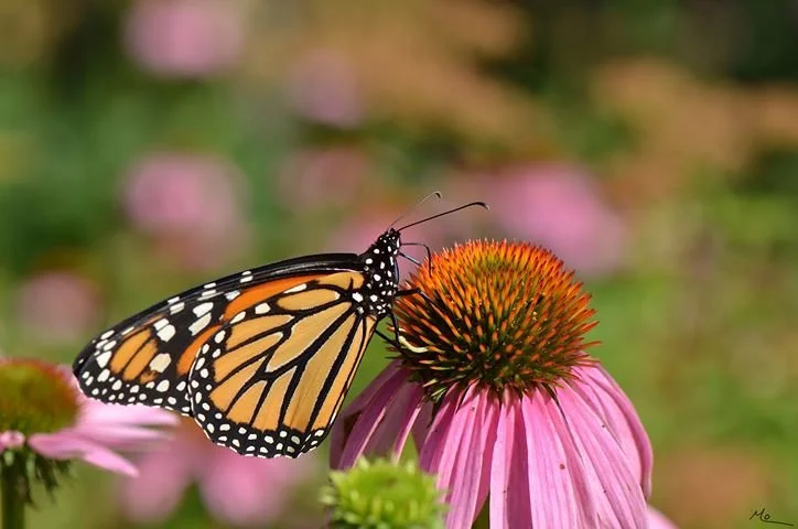 Jardin_floral_M_Ouellet_Papillon monarque 1.jpg