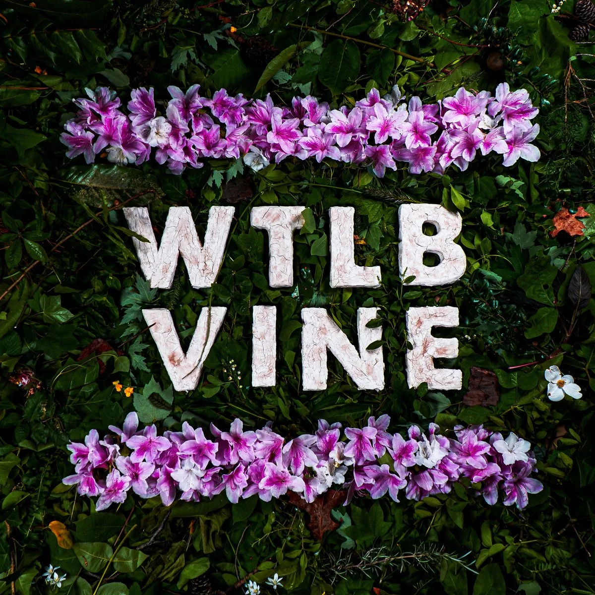 VINE by WTLB