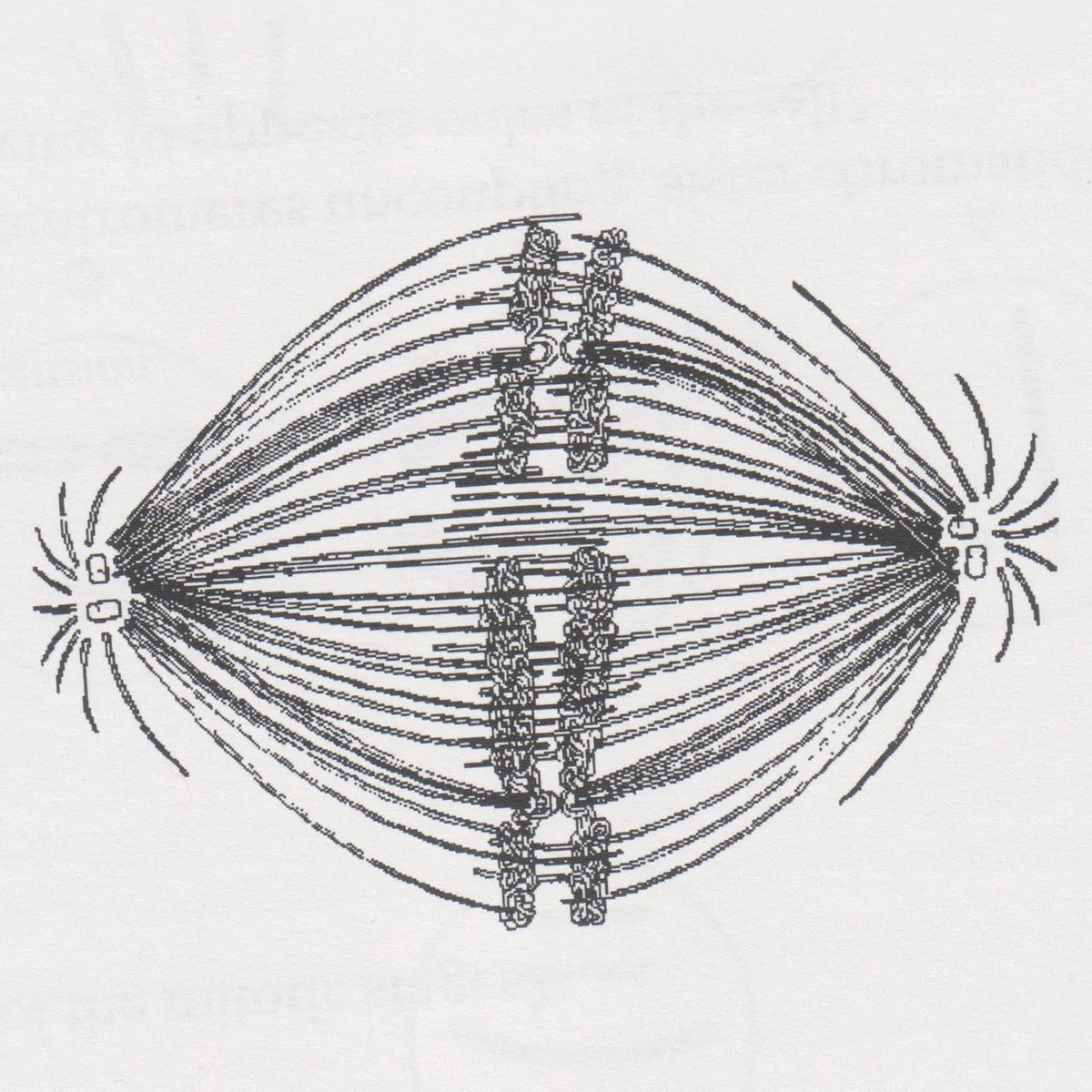 Ness Lake - Fish Tank and Clear.jpg