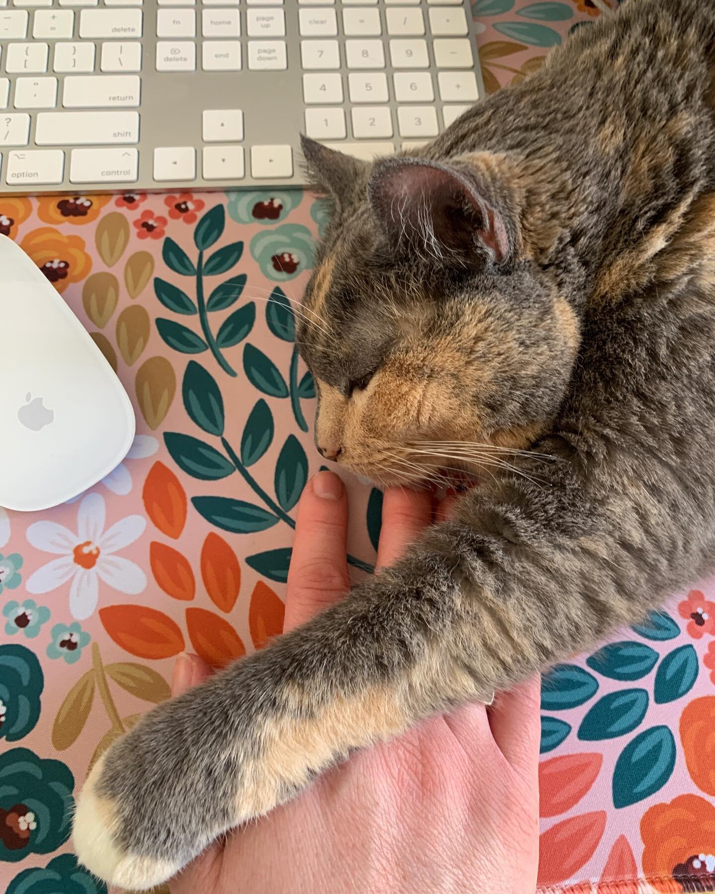 Happy Friday designing friends! My assistant is entirely unhelpful today. 😆
💕 love, your designer
