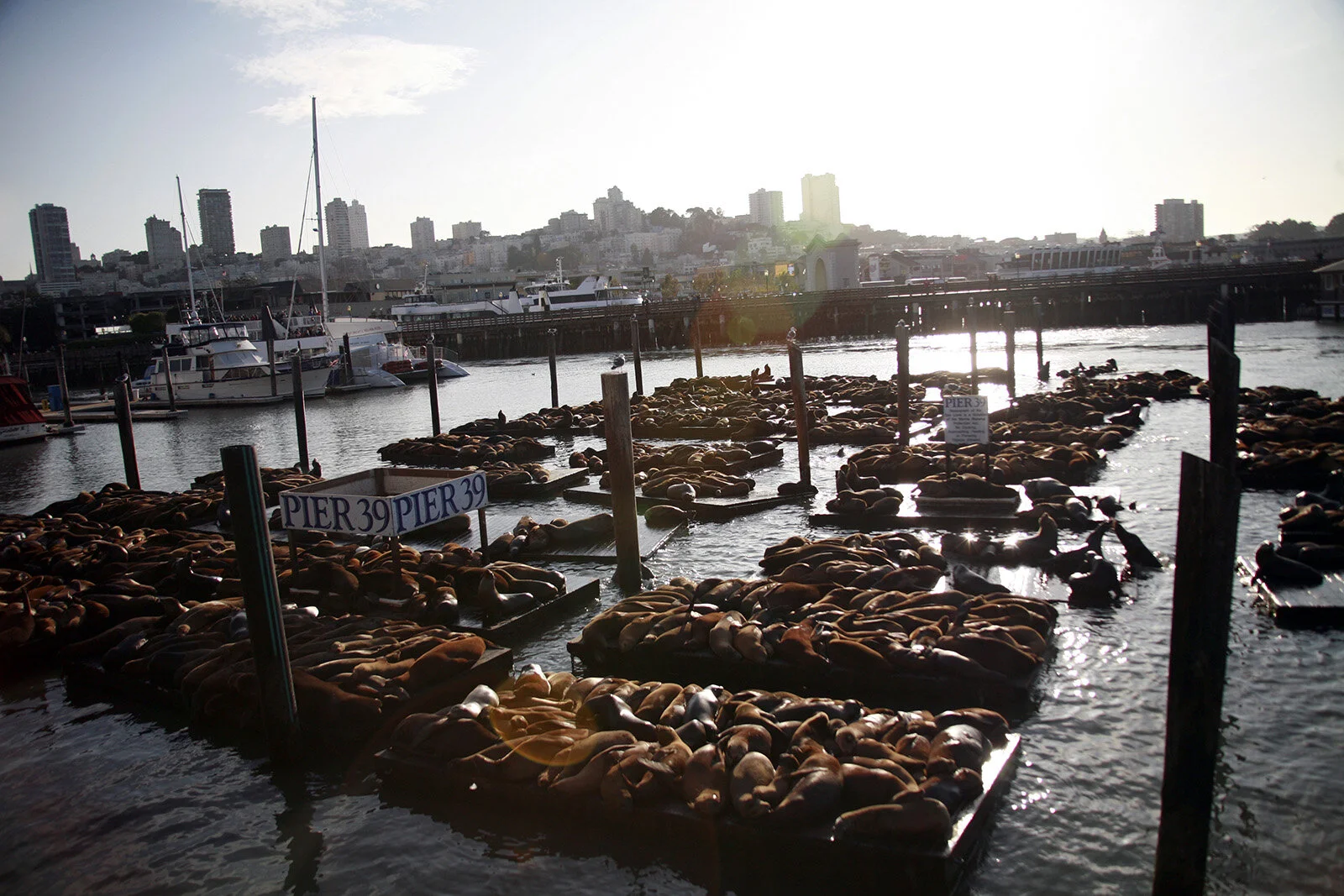 California © Andrea Kim Mariani 007.JPG