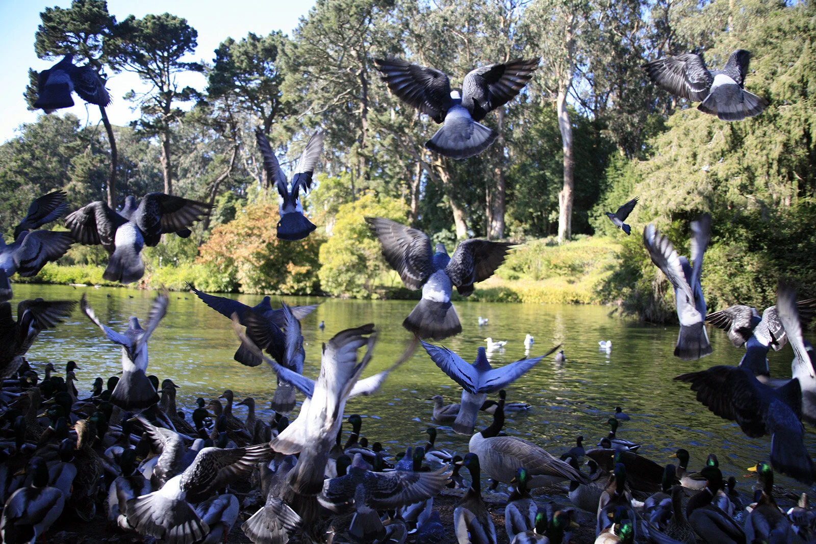 California © Andrea Kim Mariani 011.JPG