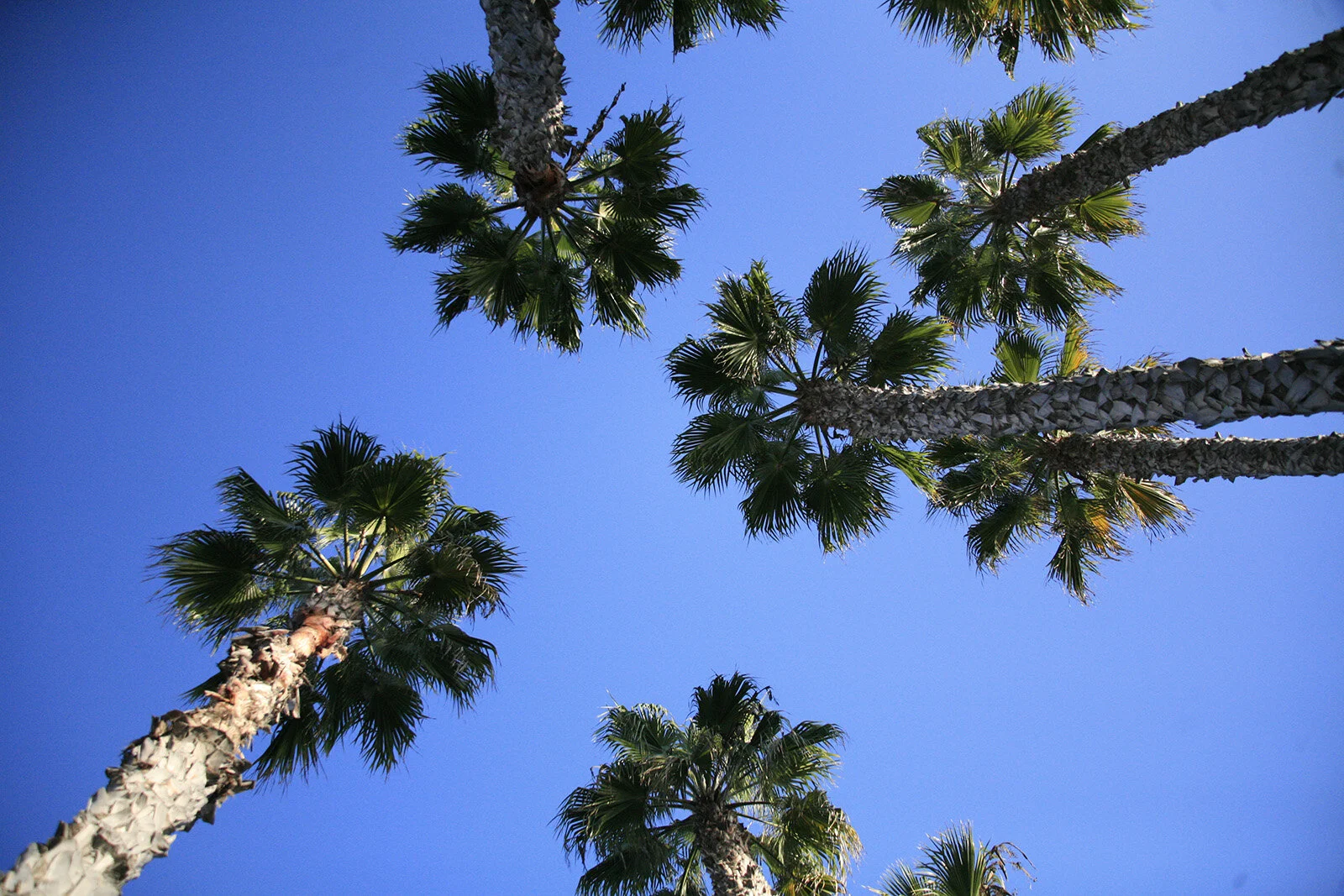 California © Andrea Kim Mariani 022.JPG