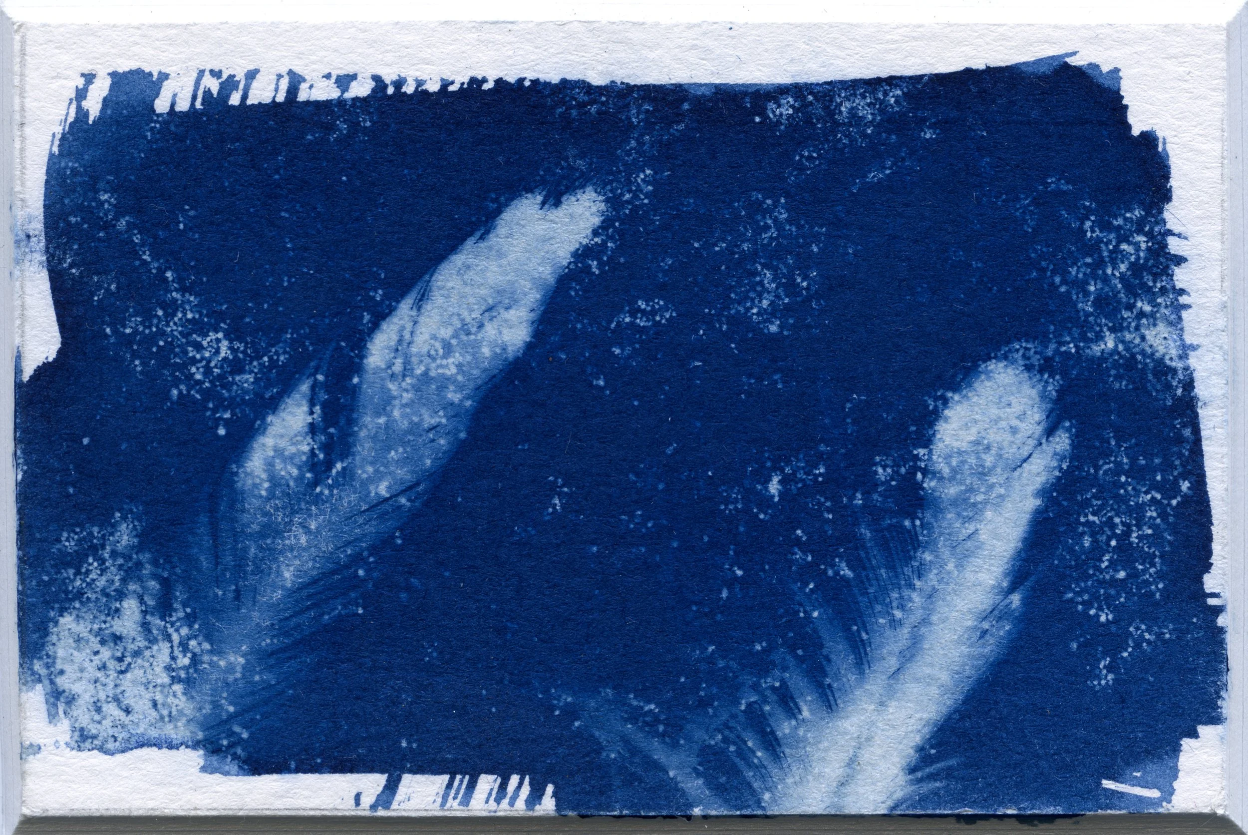 NG_Cyanotypes07.jpg