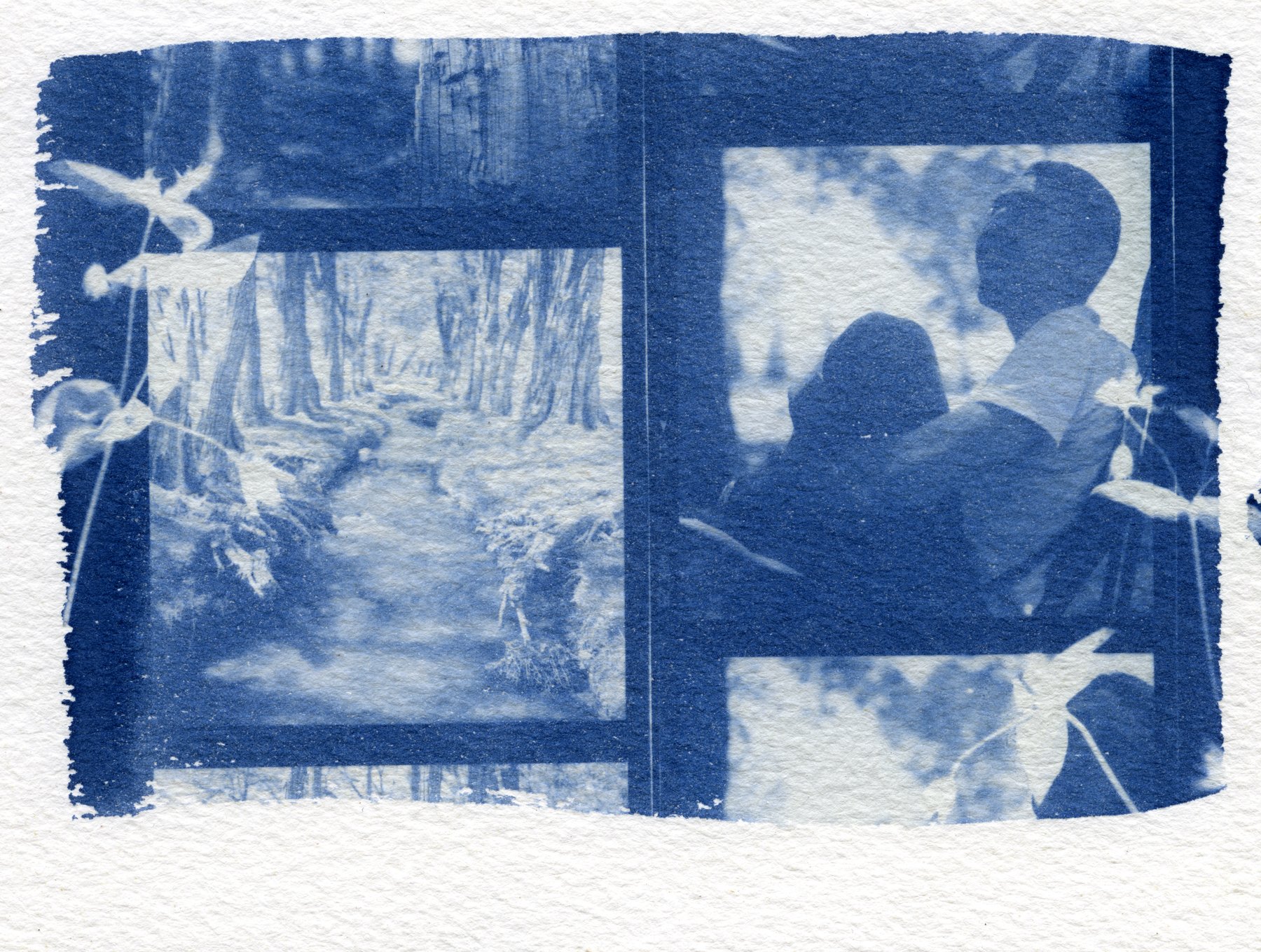 NG_Cyanotypes13.jpg