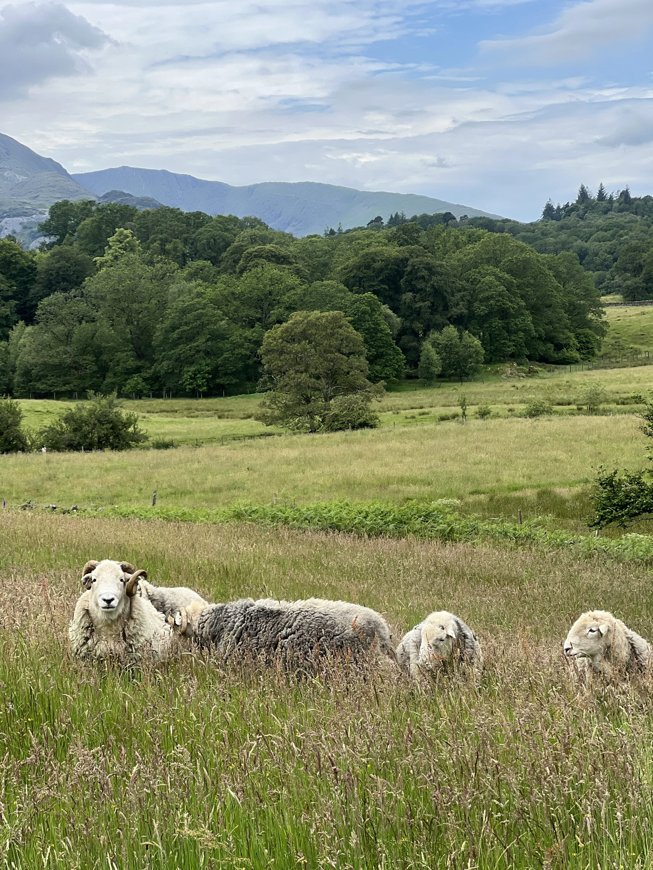 Tups (rams) in long summer grass
