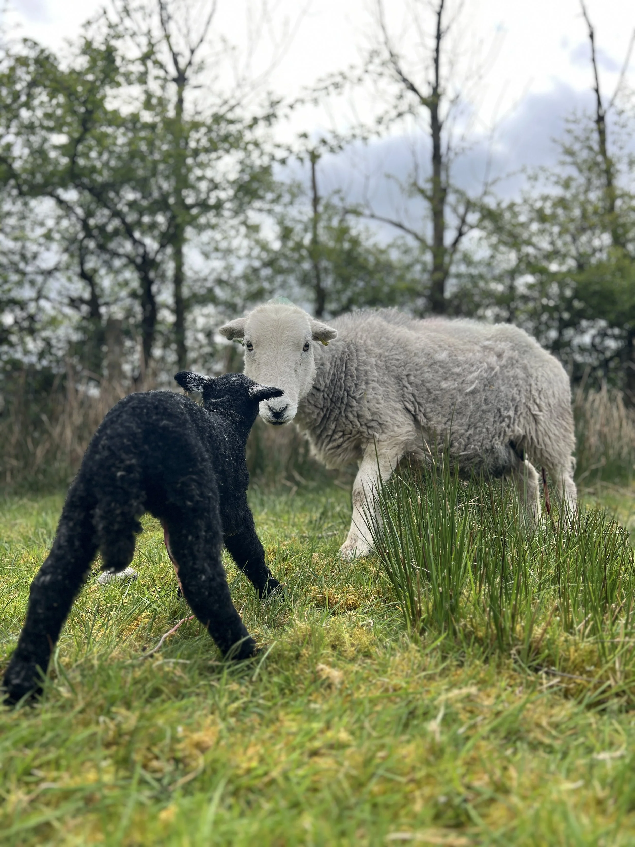 Ewe with her 10 minute old lamb