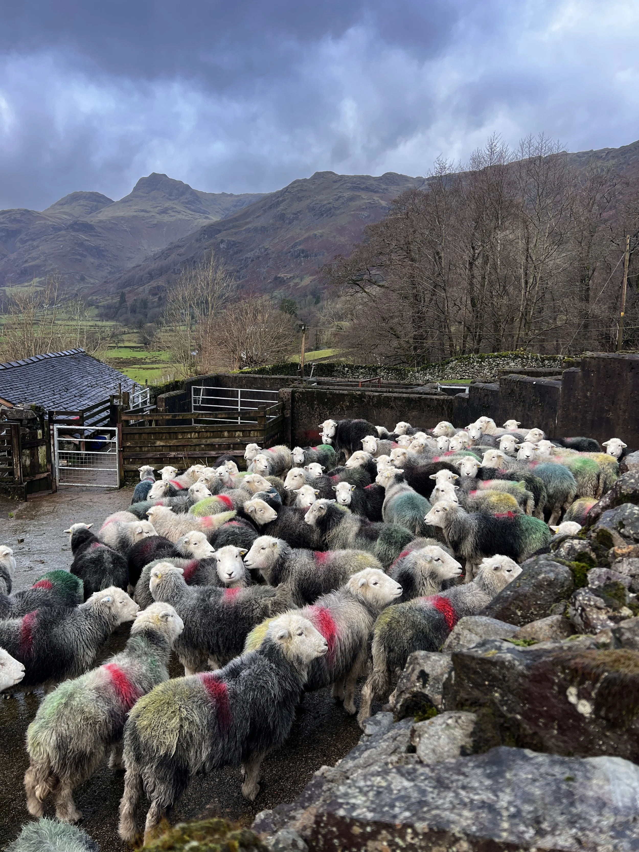 Sheep in the pens ready to go bad up the fell after scanning