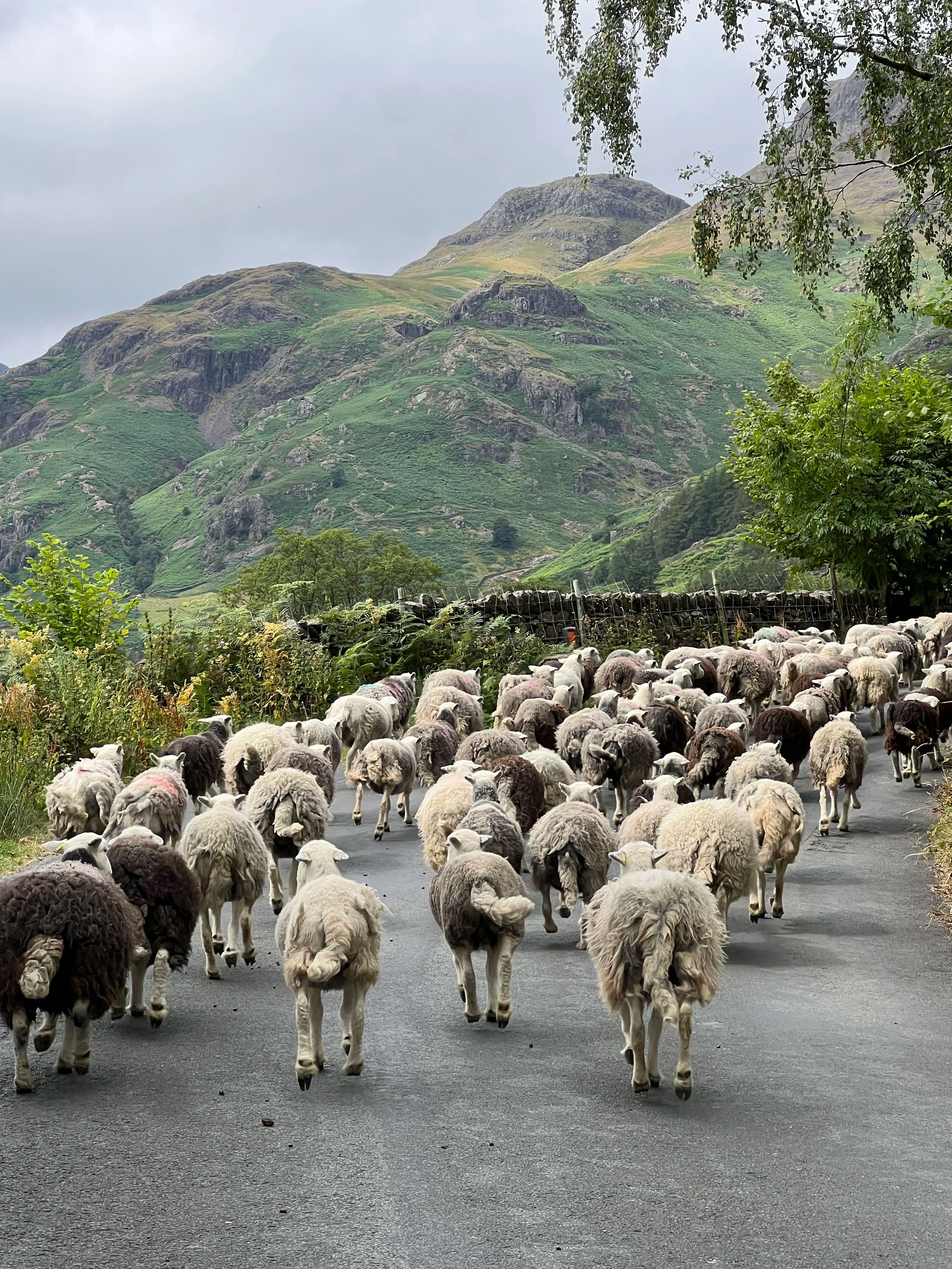 The ewes heading into the barn to clipped (sheared)