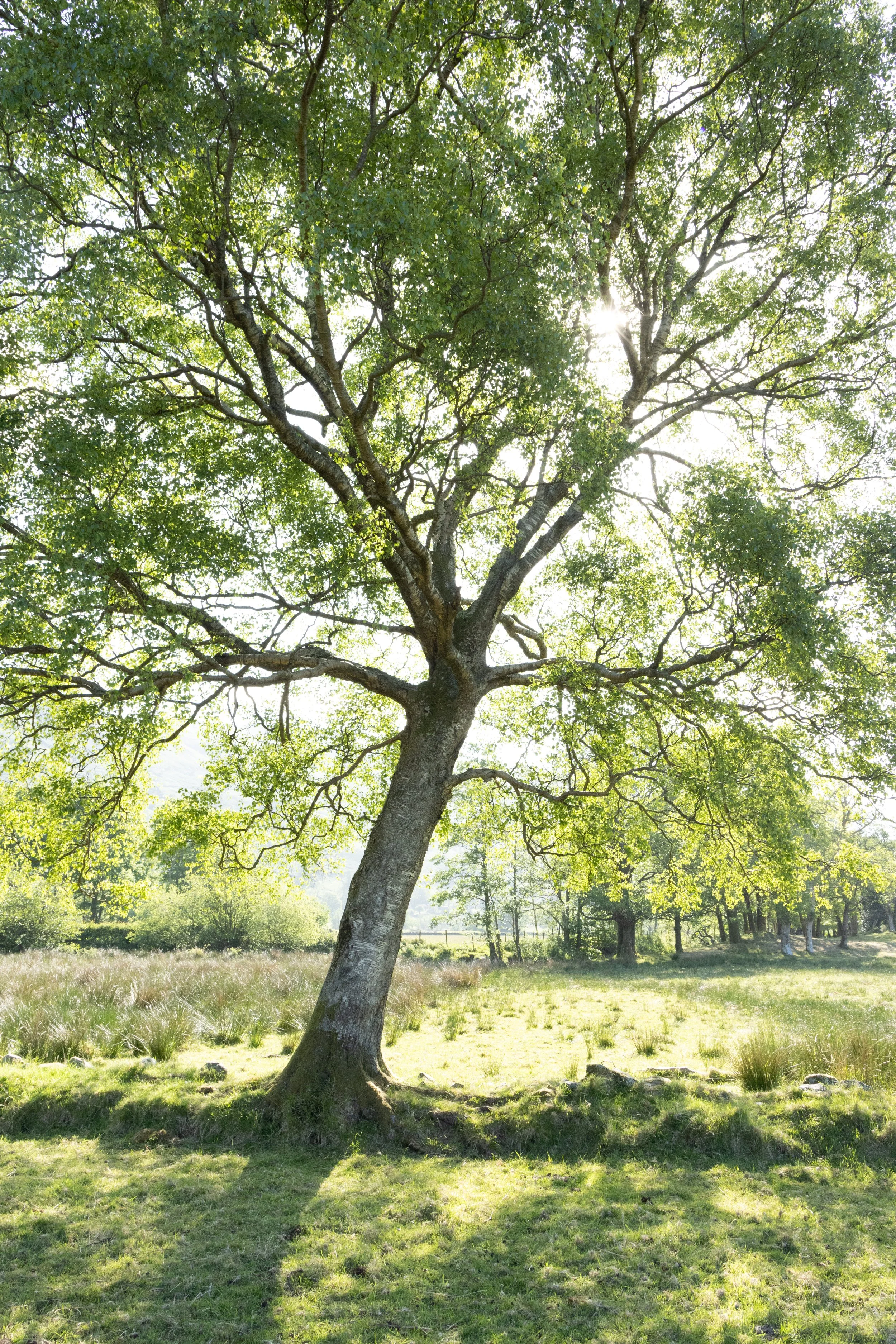 We have over 1500 trees on the farm