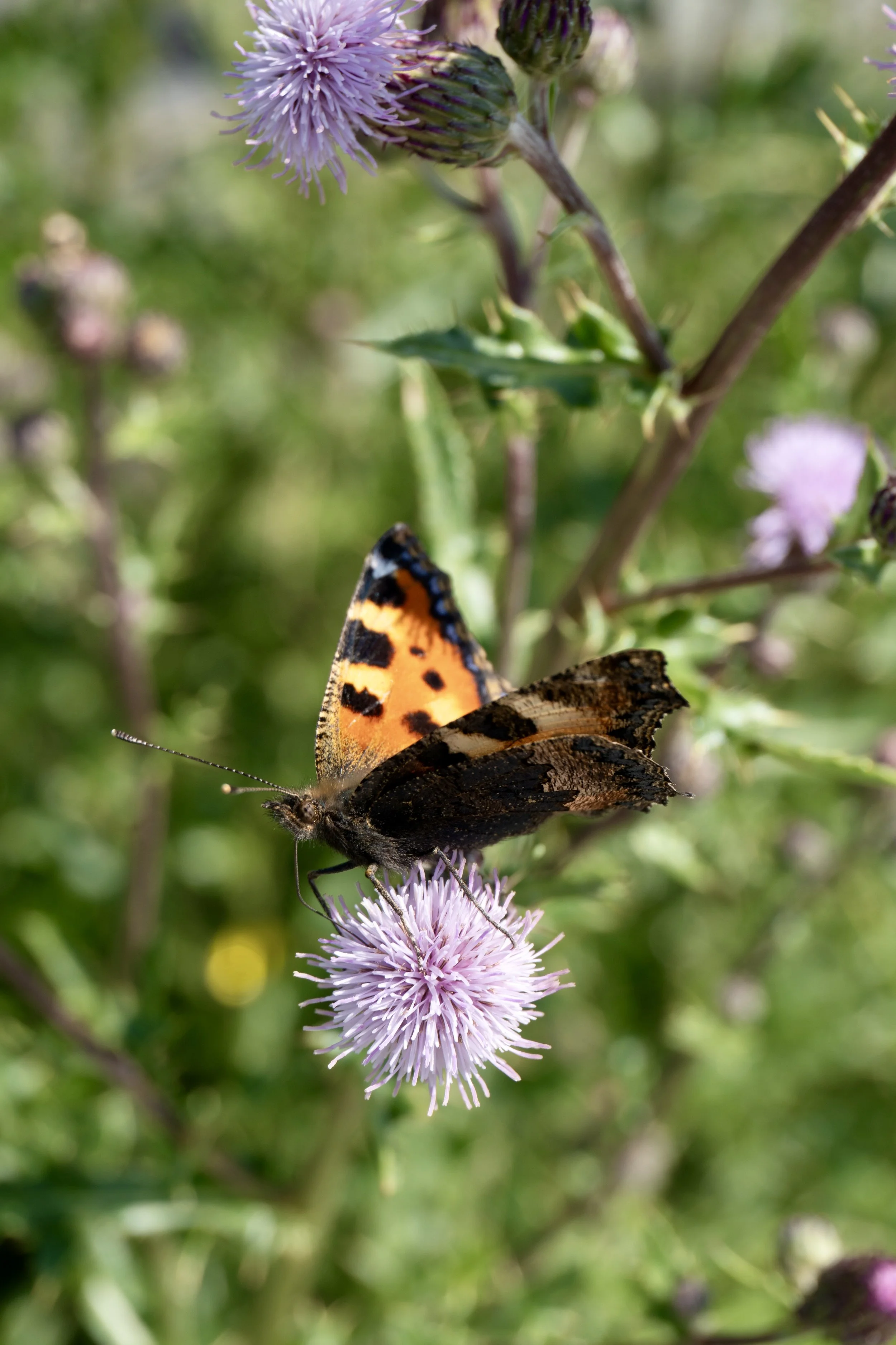 We leave thistles, nettles and docks