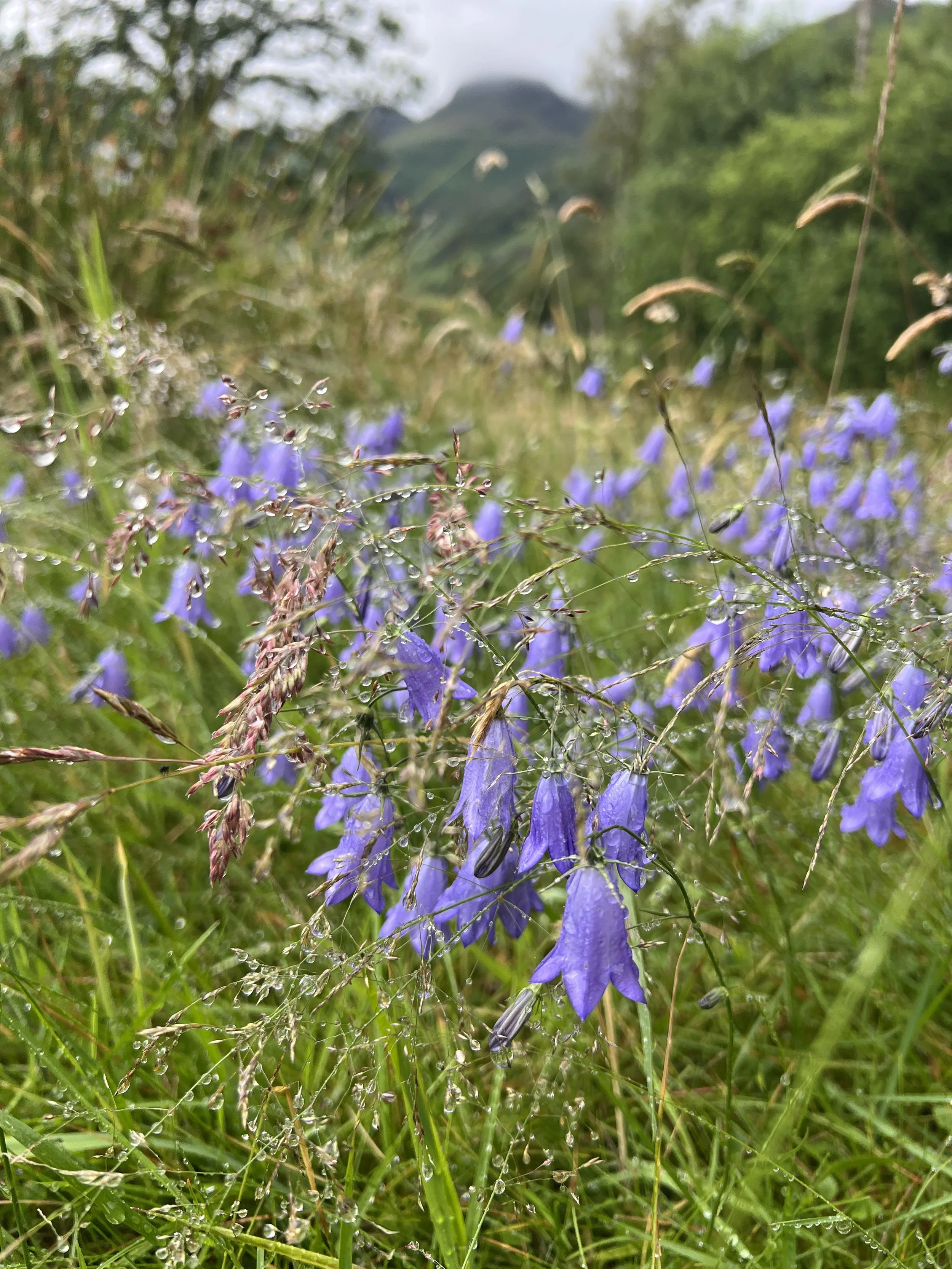 Harebells are a characteristic flower of the Cumbrian fells