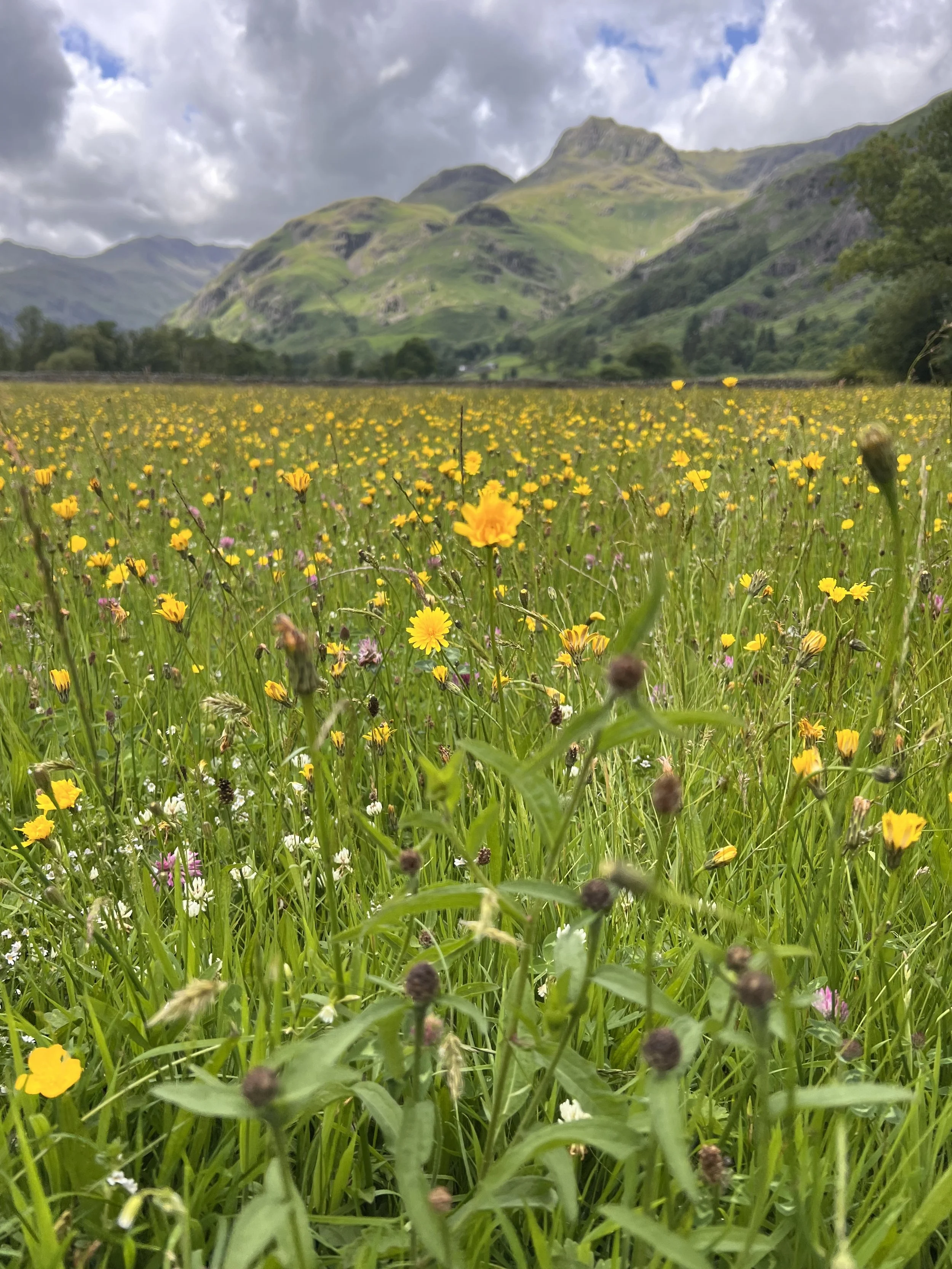 We are restoring four fields back to tradition meadows.