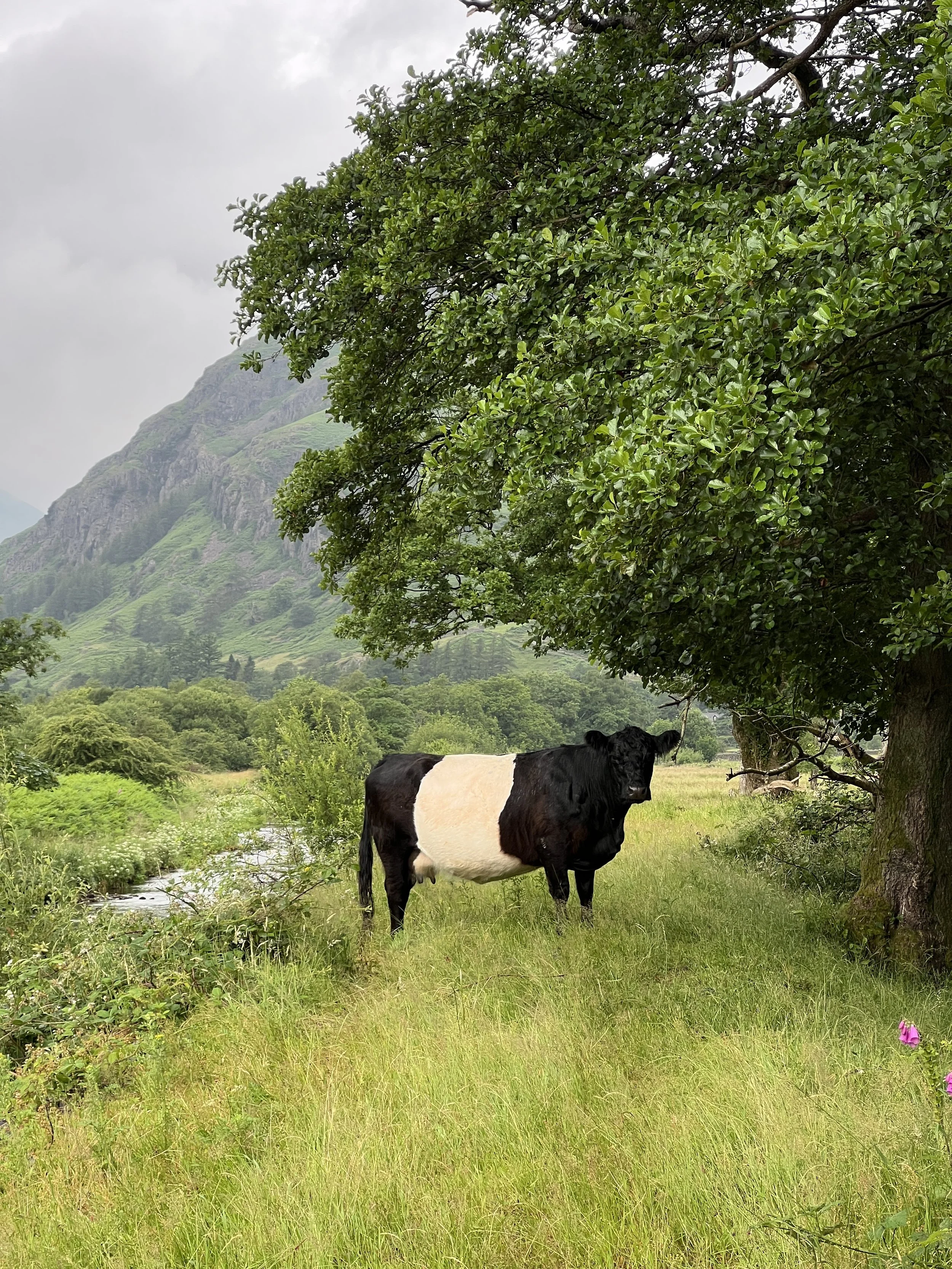 Summer lush green days checking the cows
