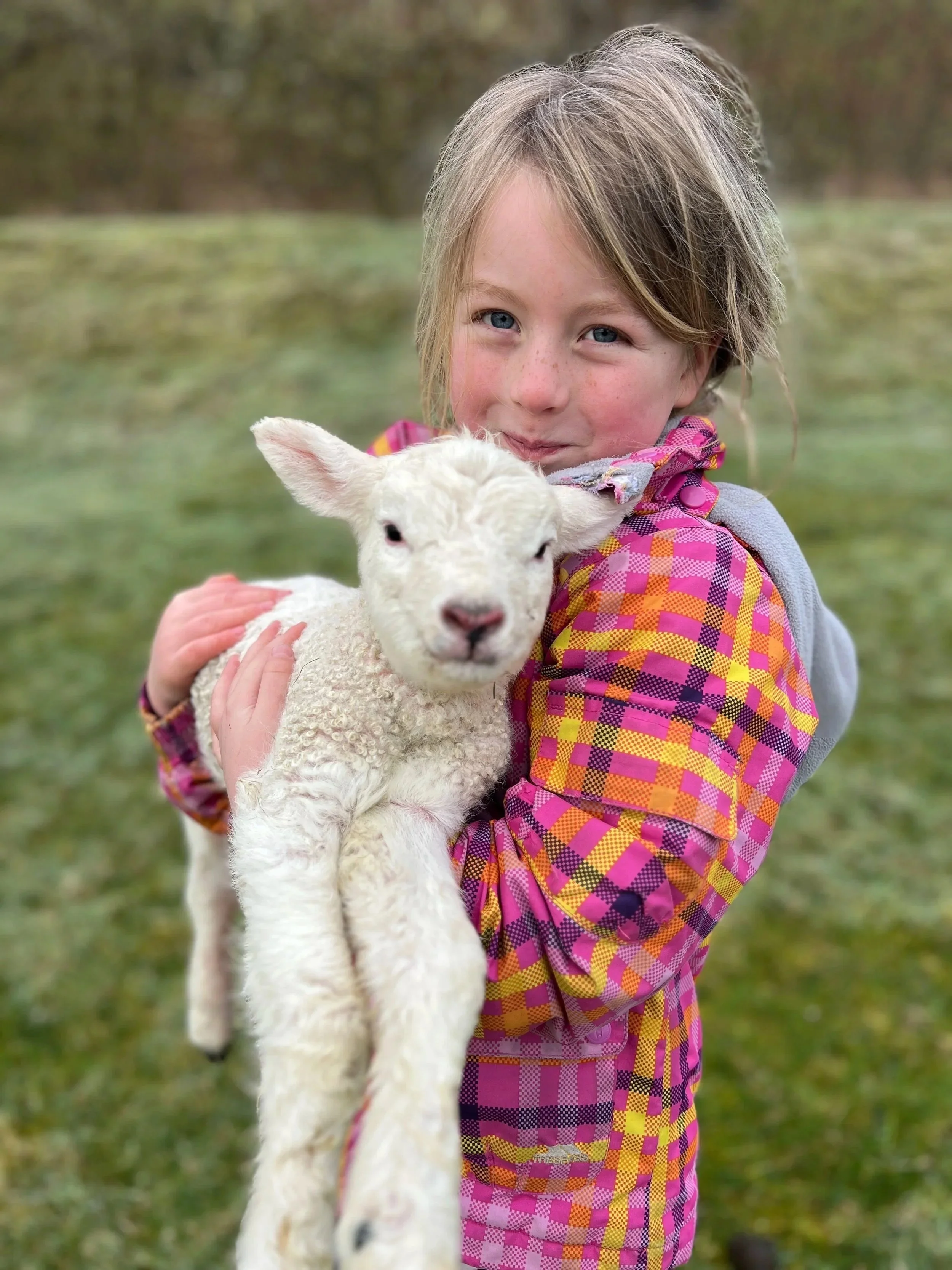 Spring up at first light to meet the new lambs