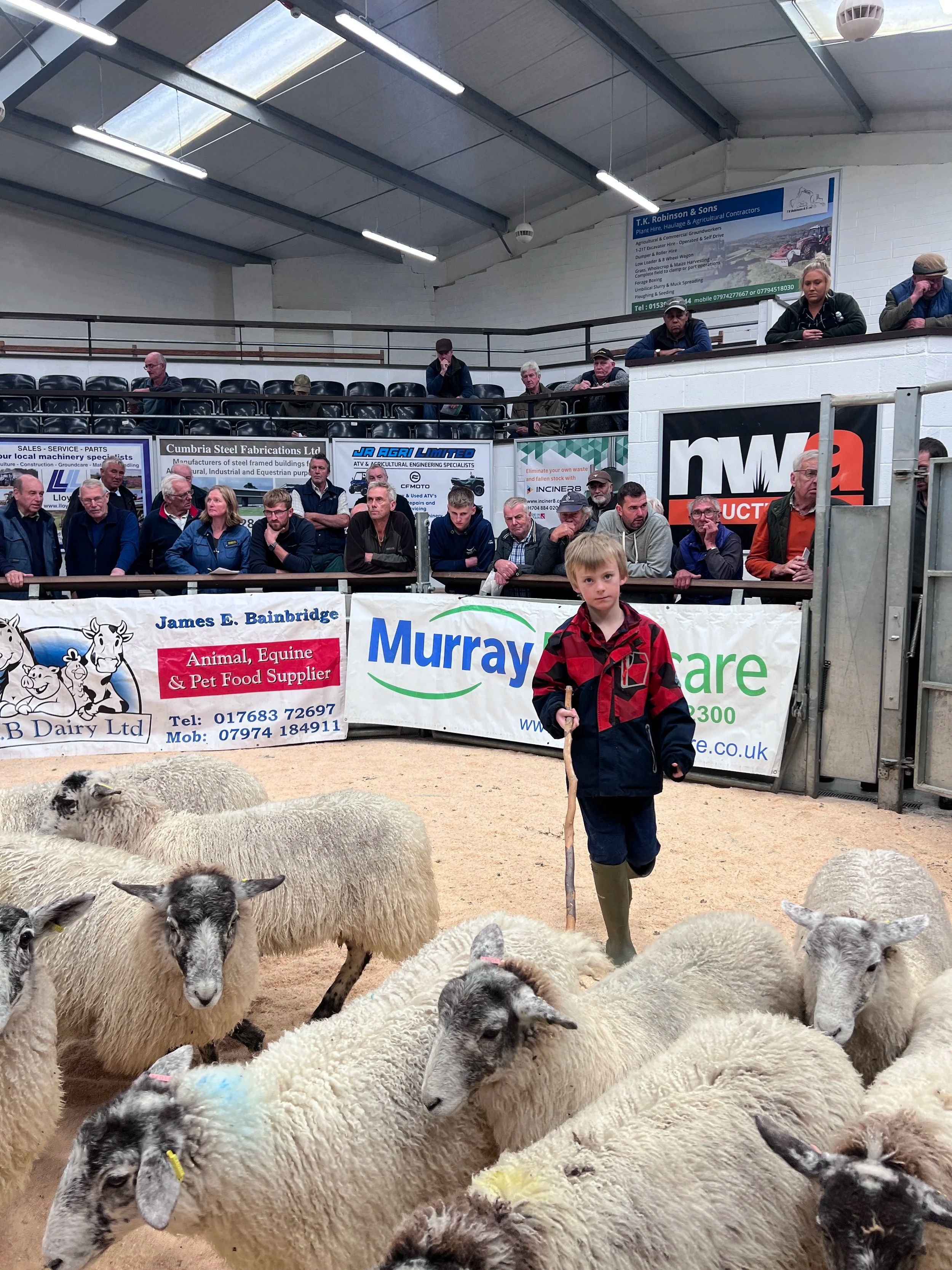 Autumn Selling sheep and cows at market