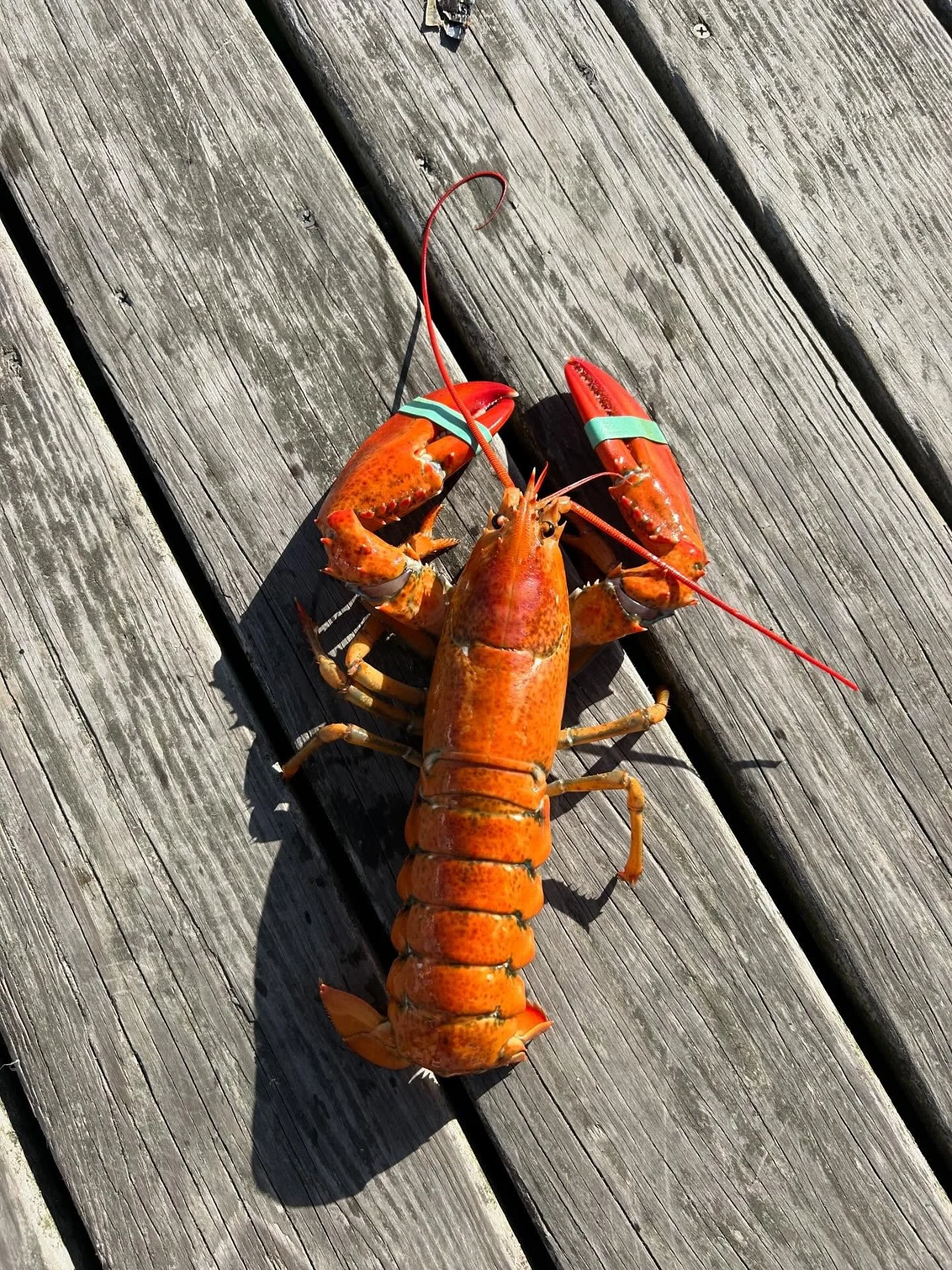 𝑳𝑶𝑶𝑲 𝑨𝑻 𝑻𝑯𝑰𝑺🧡🍊🔶
Over the weekend, on my twins 20th birthday, my son went out to haul traps and this orange lobster was in the first trap he hauled! Orange lobsters are believed to arise from genetic mutations that alter how pigments bind