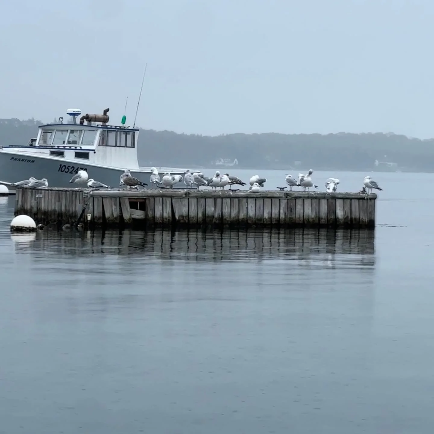 📍 Working Harbors &ndash; Grit &amp; Gulls...

Even though it&rsquo;s fall, the harbor is busy, the boats are busy, we&rsquo;re SO BUSY and the seagulls are watching every move. Now is the time of year where the real work begins- early mornings, lon