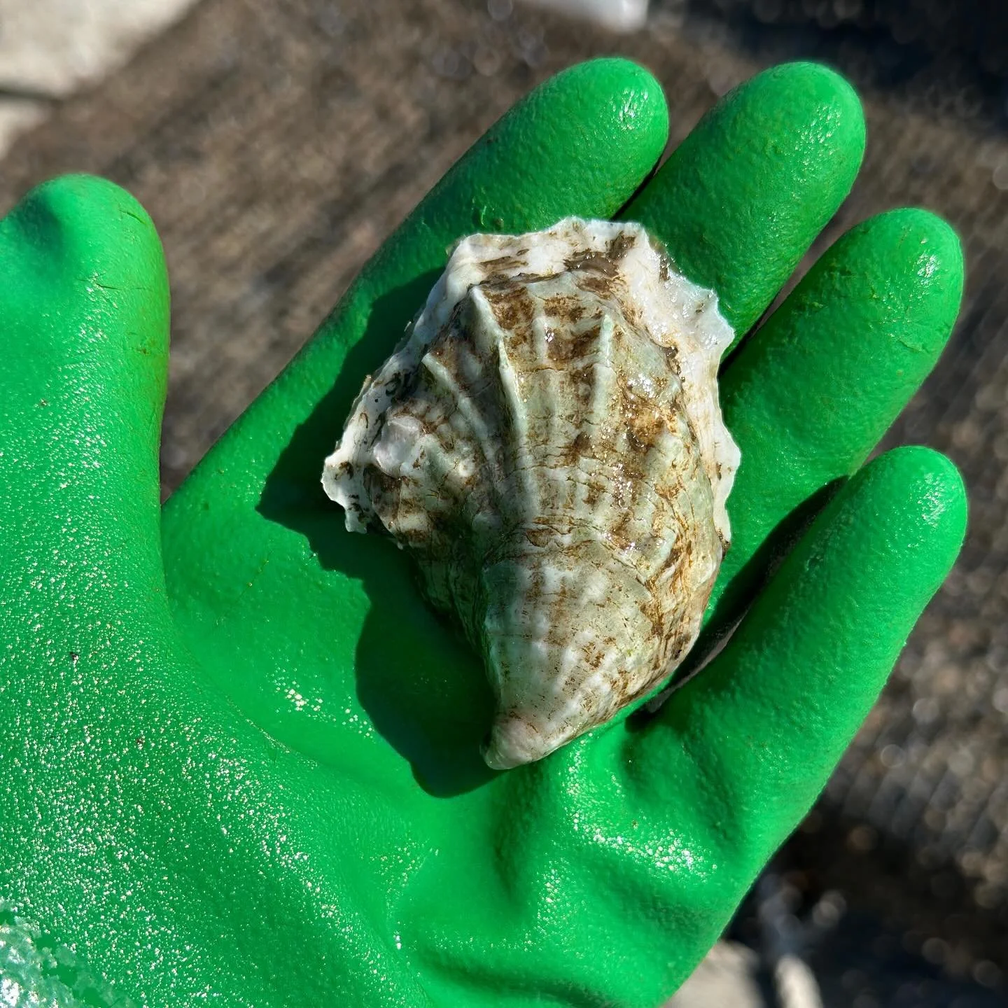 Just another day in the glamorous life of an oyster farmer🤣 🦪✨ honestly, yesterday KILLED my back and I went home filthy, sweaty, and just gross&hellip; BUTTTTT&hellip;.Check out this beautiful green-hued oyster I pulled out of one of my bags. Whet